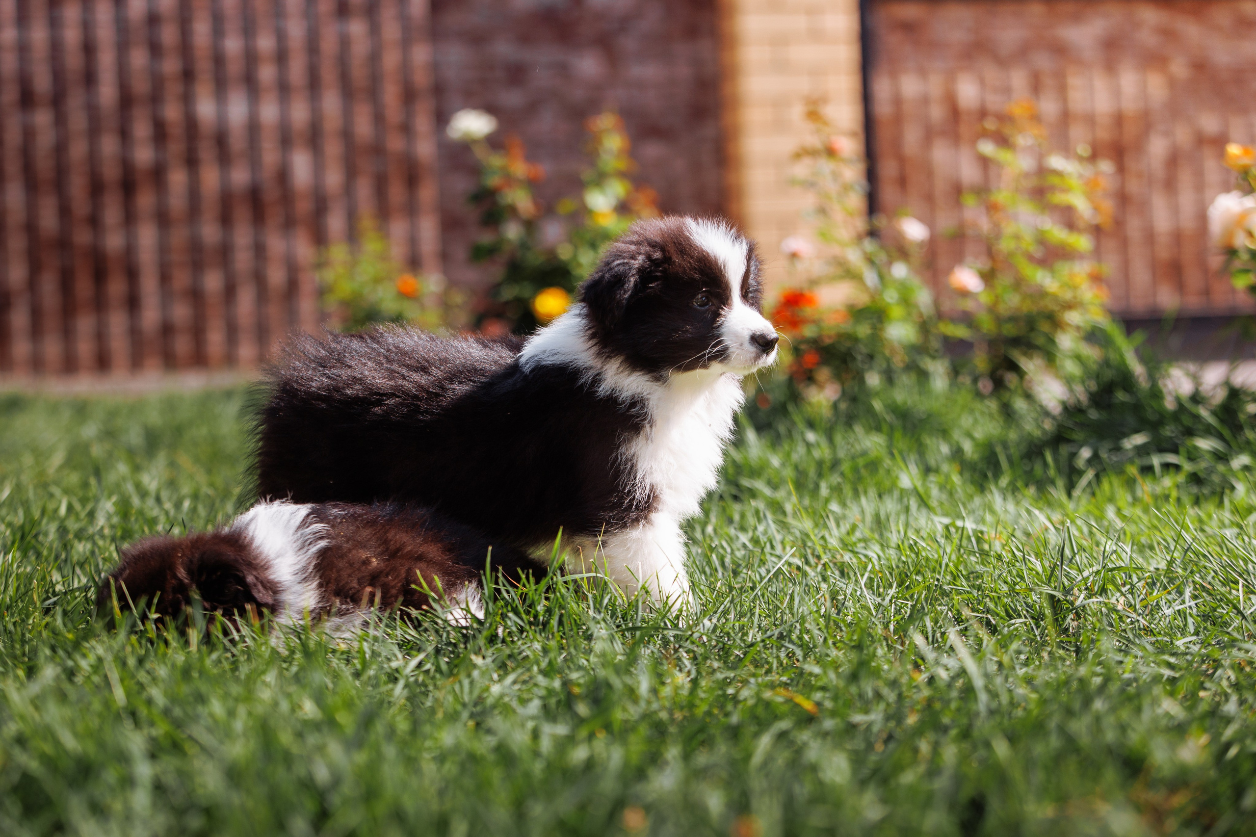 МММ — маленькое мягкое милое. О нас