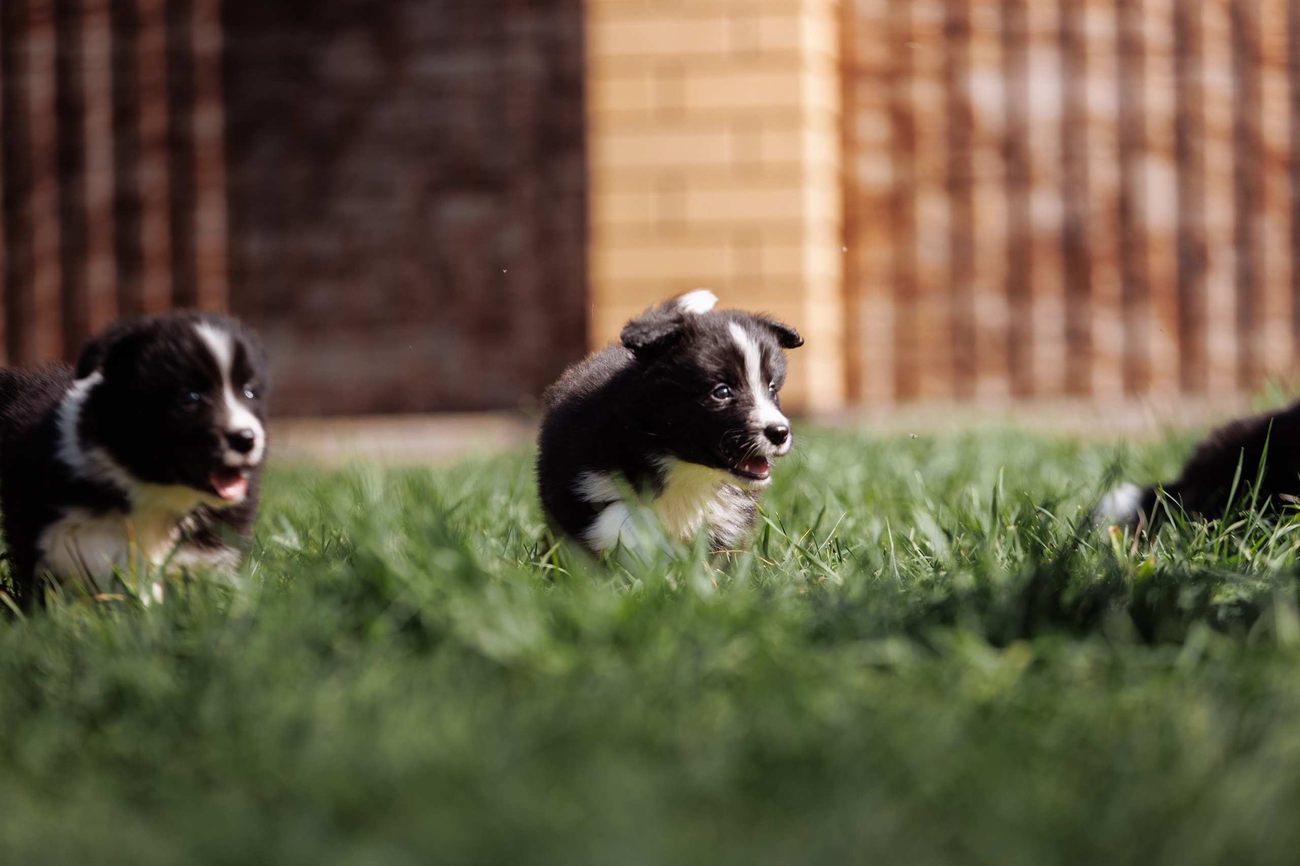 МММ — маленькое мягкое милое. О нас