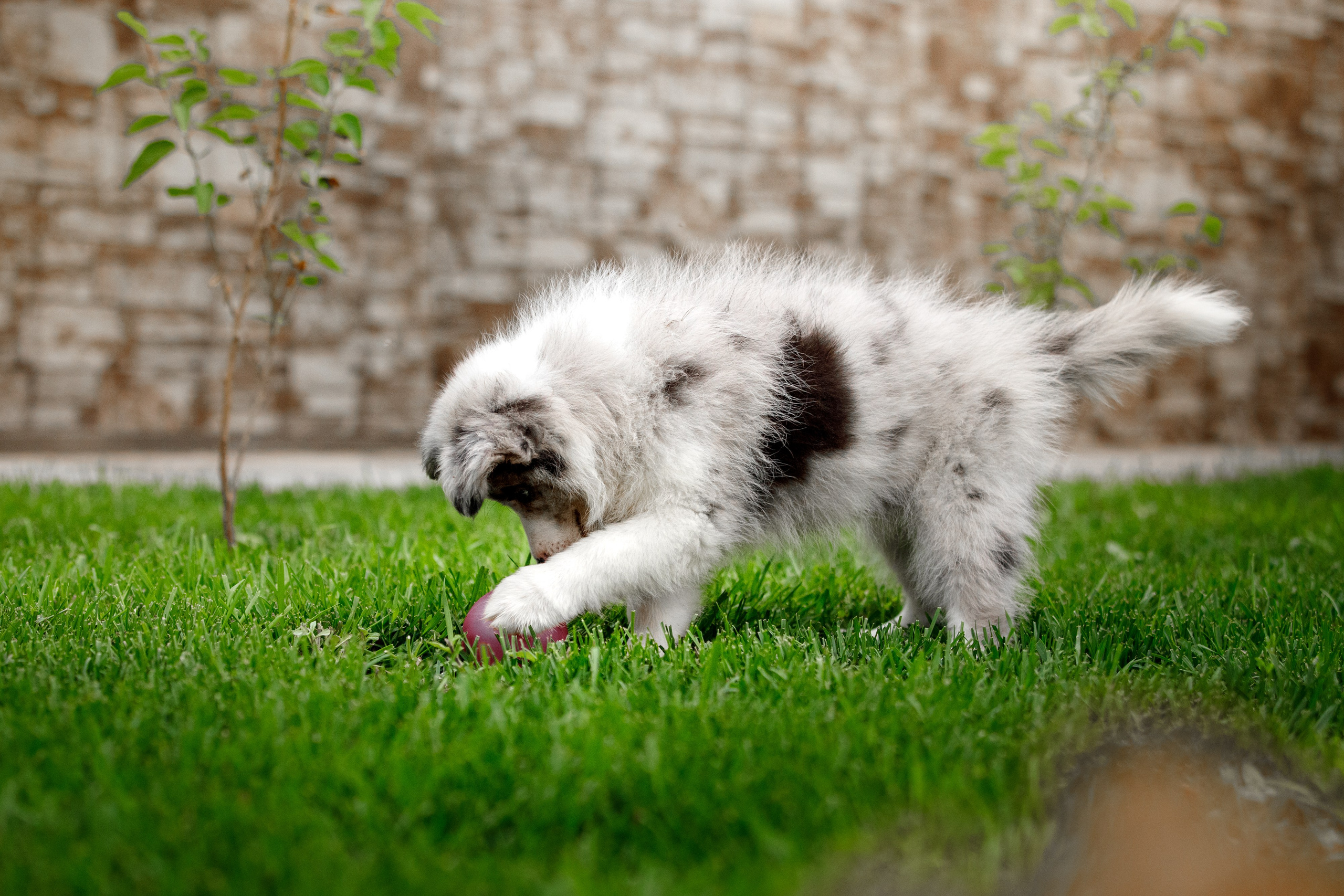 Болтовня в саду. О нас