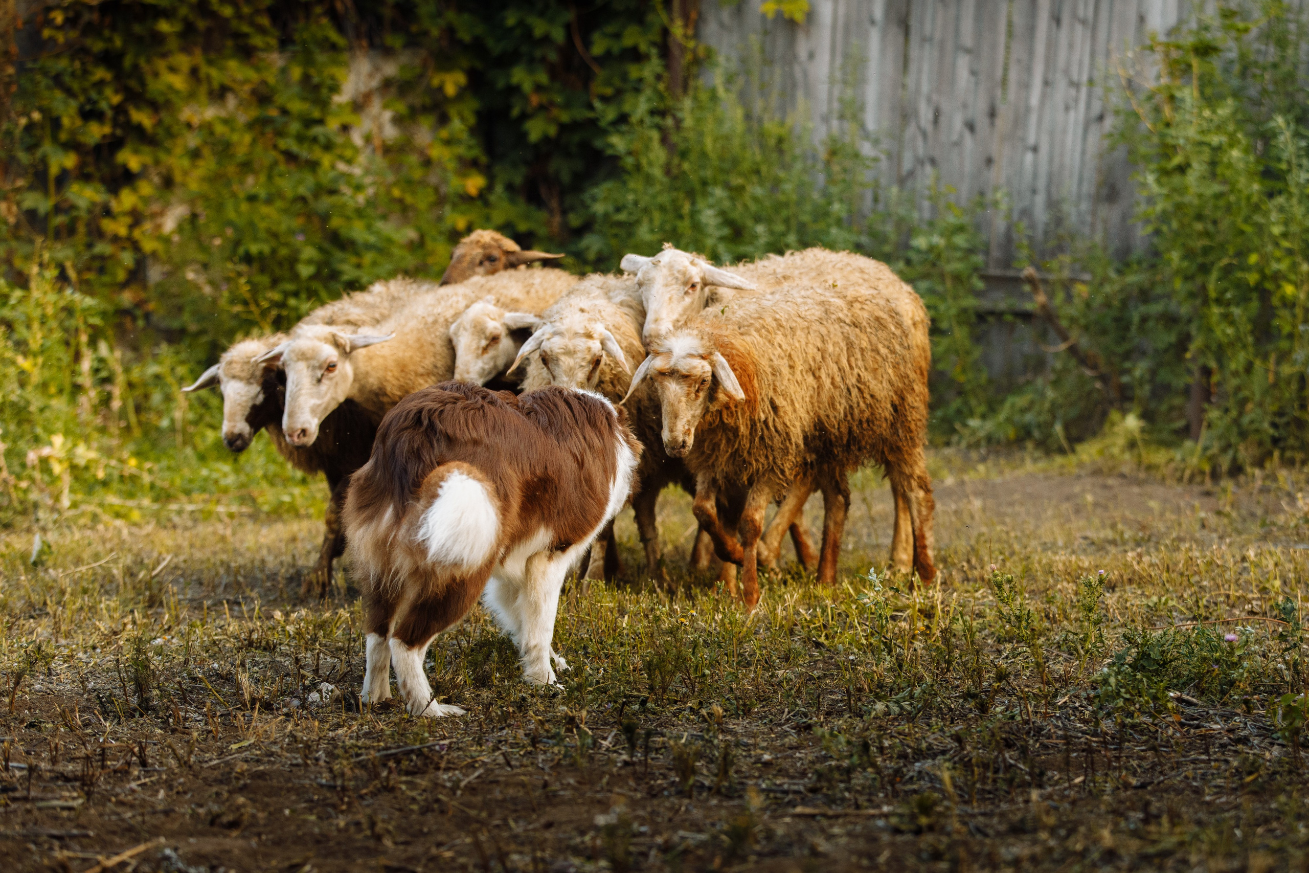 Овечий день. О нас