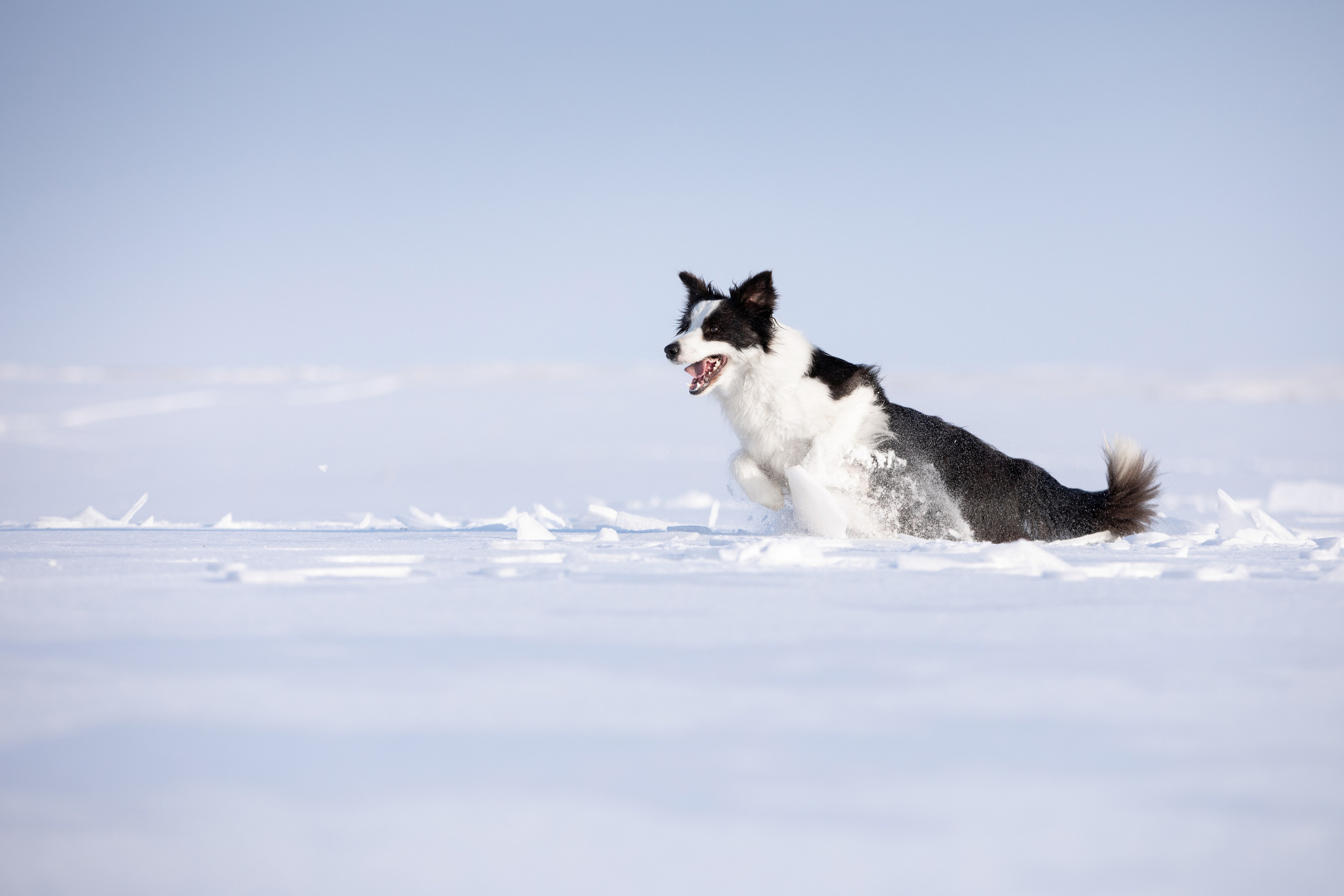 Мороз и солнце. О нас