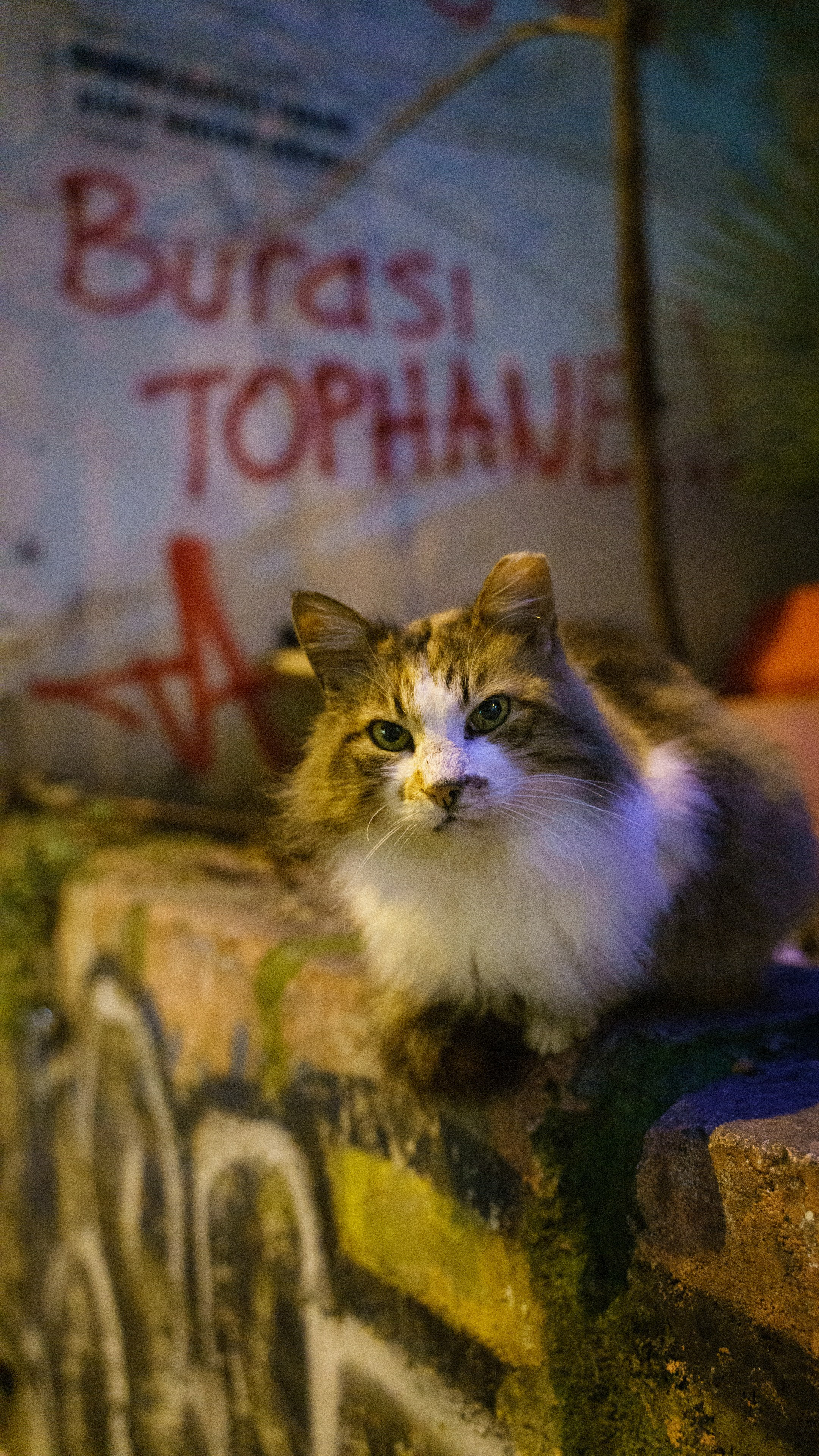 Кошки. Фотографии Дмитрия Захаренко