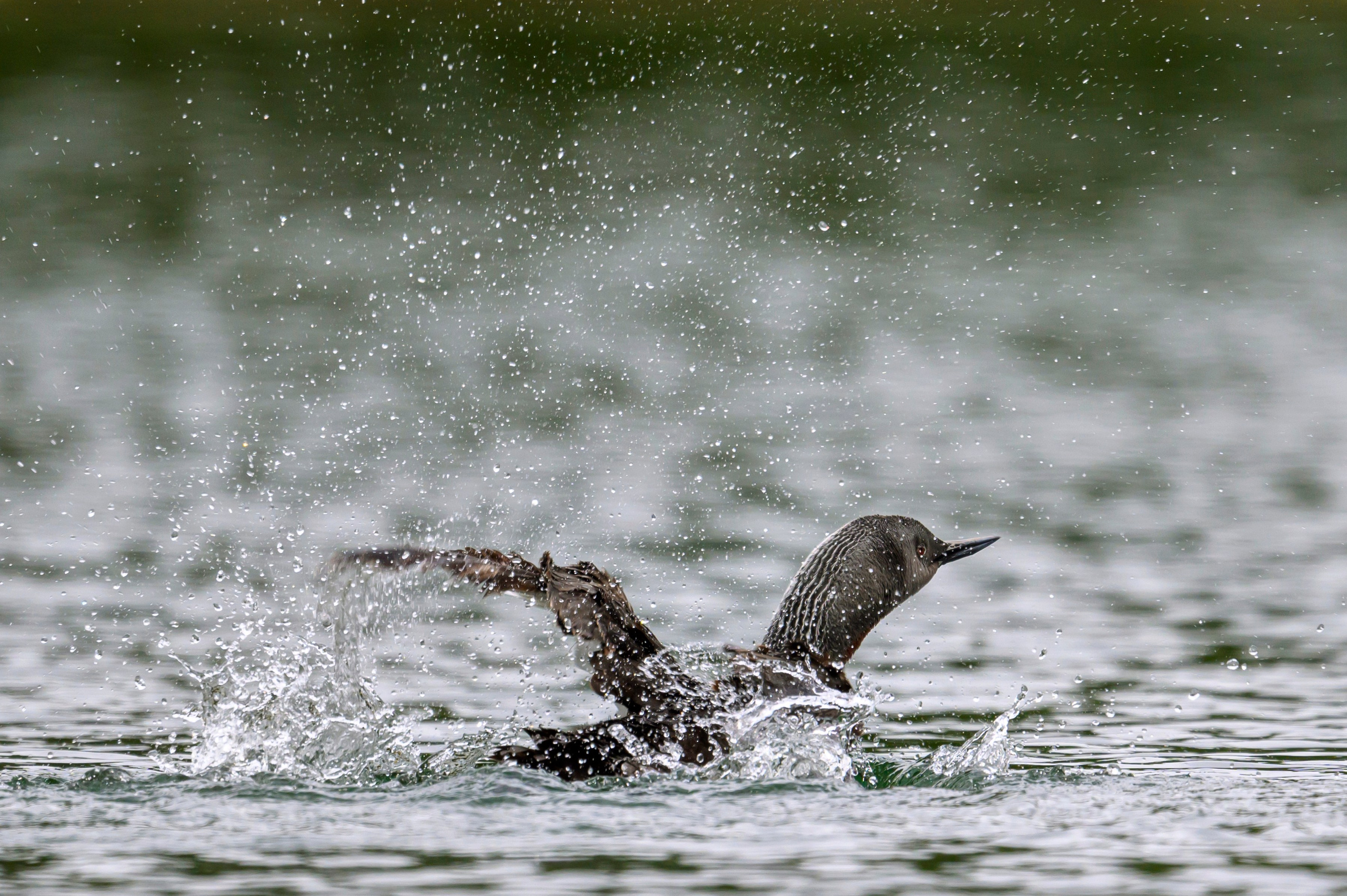 Краснозобая гагара. Wildlife photography by Sergey Puponin
