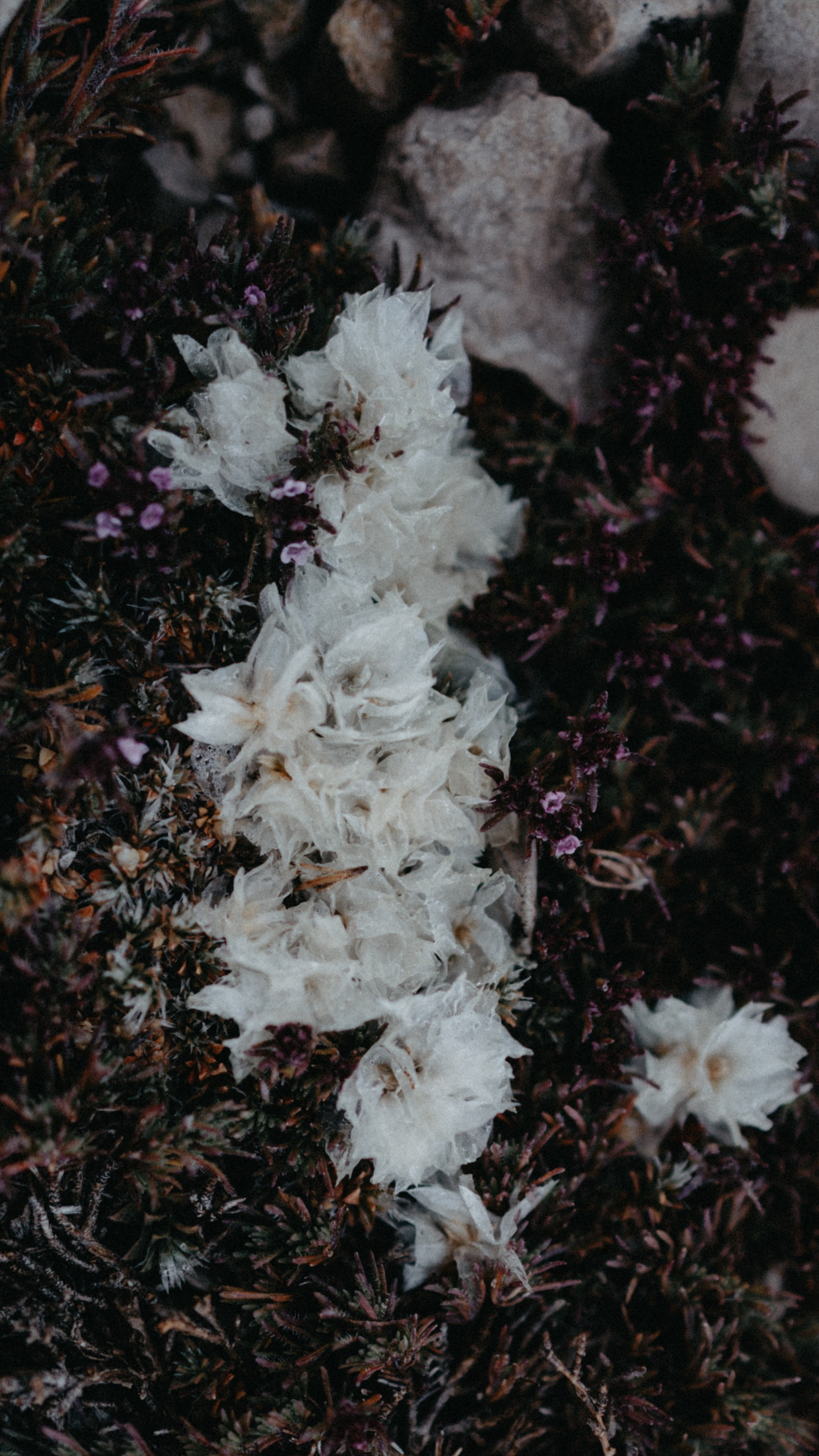 Заставки на телефон. Семейный фотограф в Белгороде