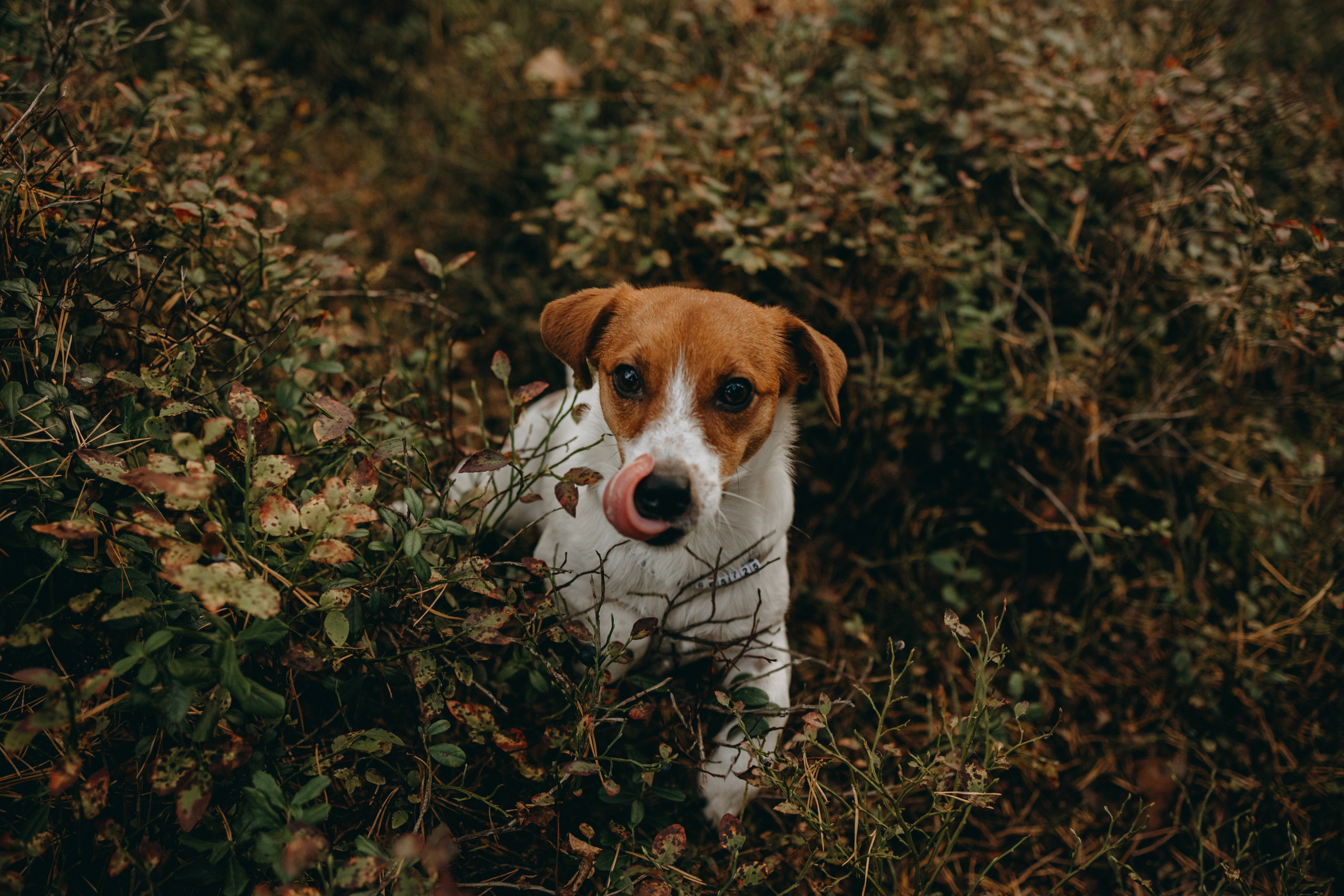 Лея и ее семья. Фотограф — Анималист | Санкт-Петербург