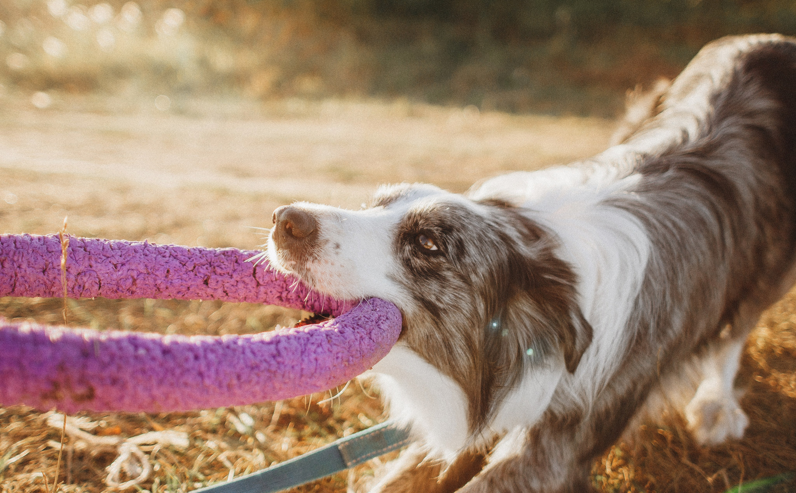Таня и Бриллиант. Фотограф-анималист Богданова Полина