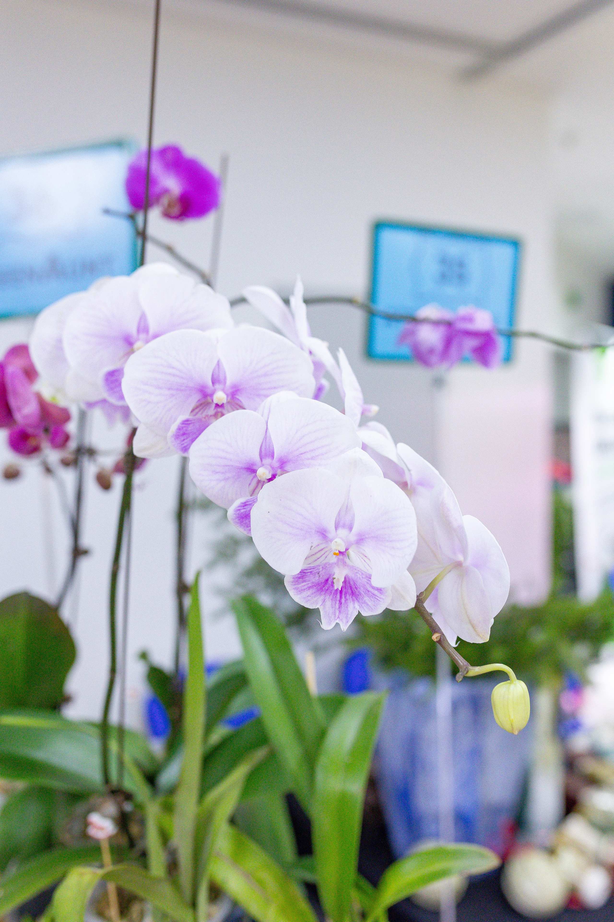 Орхидиум 12.2025. Александра Куликова фотограф, Москва