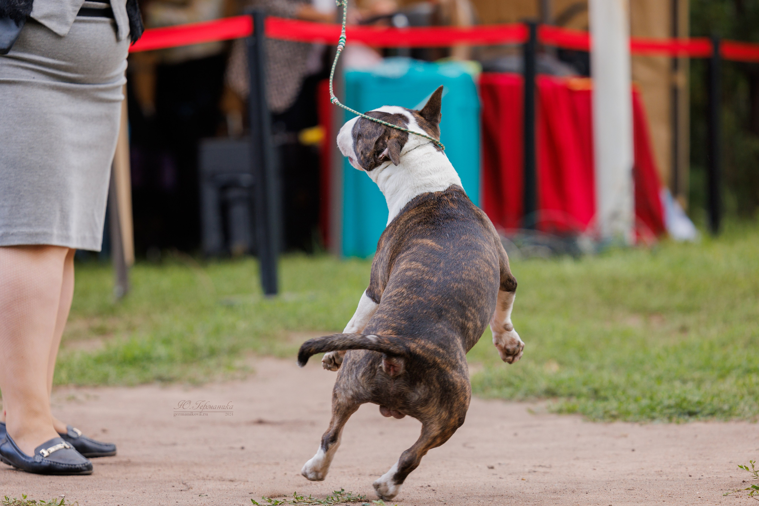 Астана 2хCACIB 17-18.08.2024. Фотограф-анималист Юлия Германика