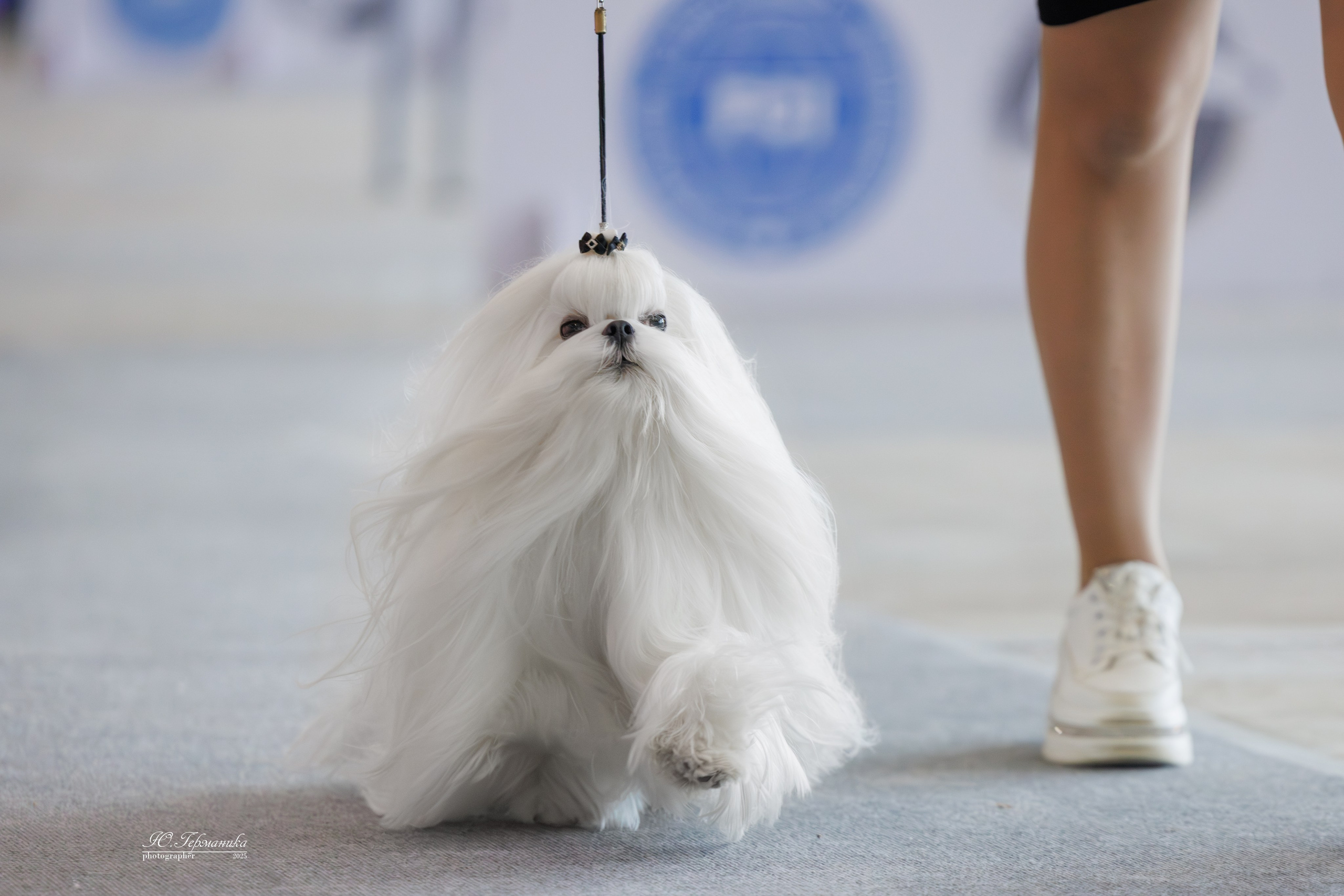 Астана 2хCACIB 3-4.05.2025. Фотограф-анималист Юлия Германика