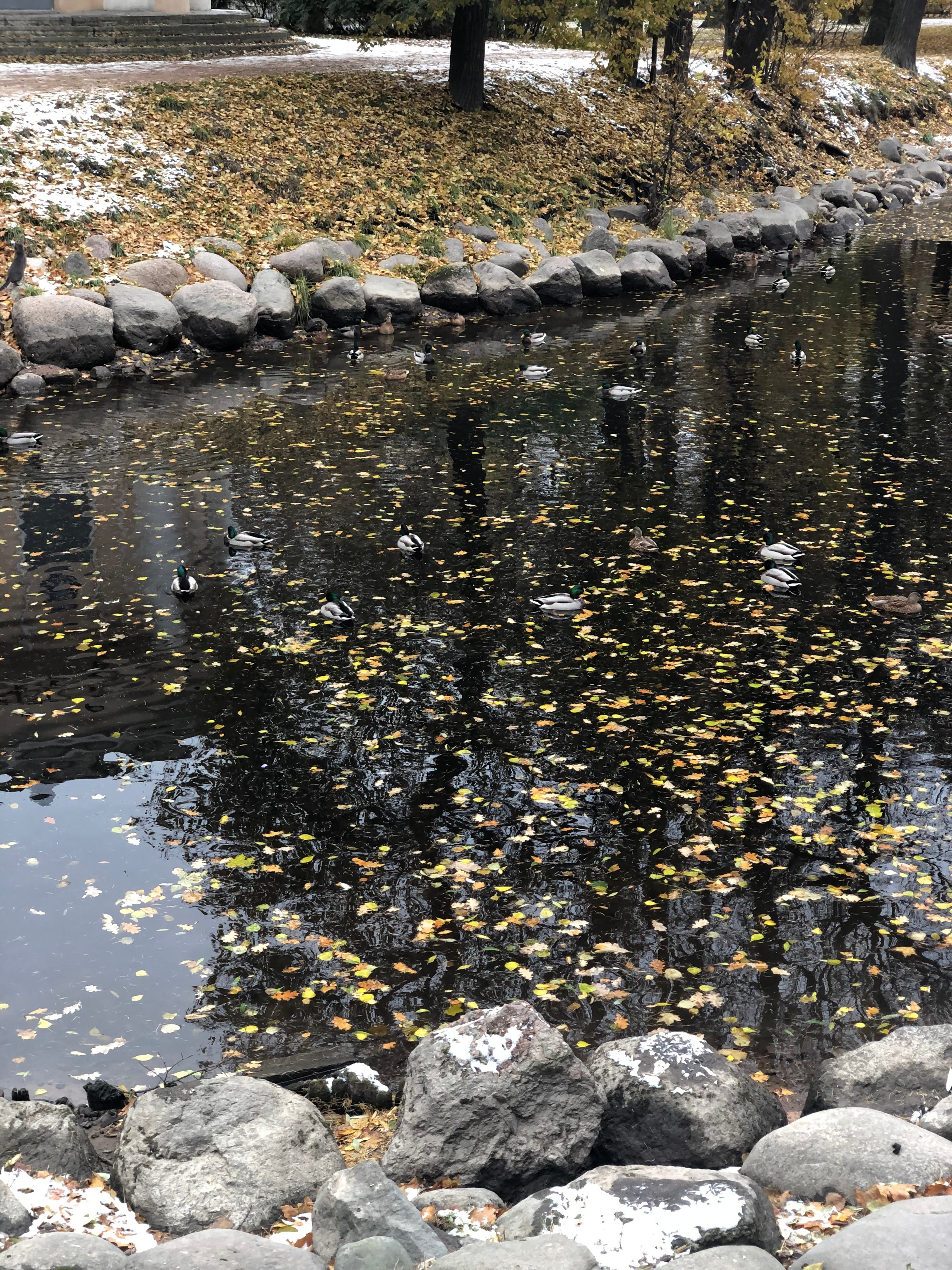 Октябрь. Семейный, Свадебный фотограф СПБ Питер— Романова Екатерина