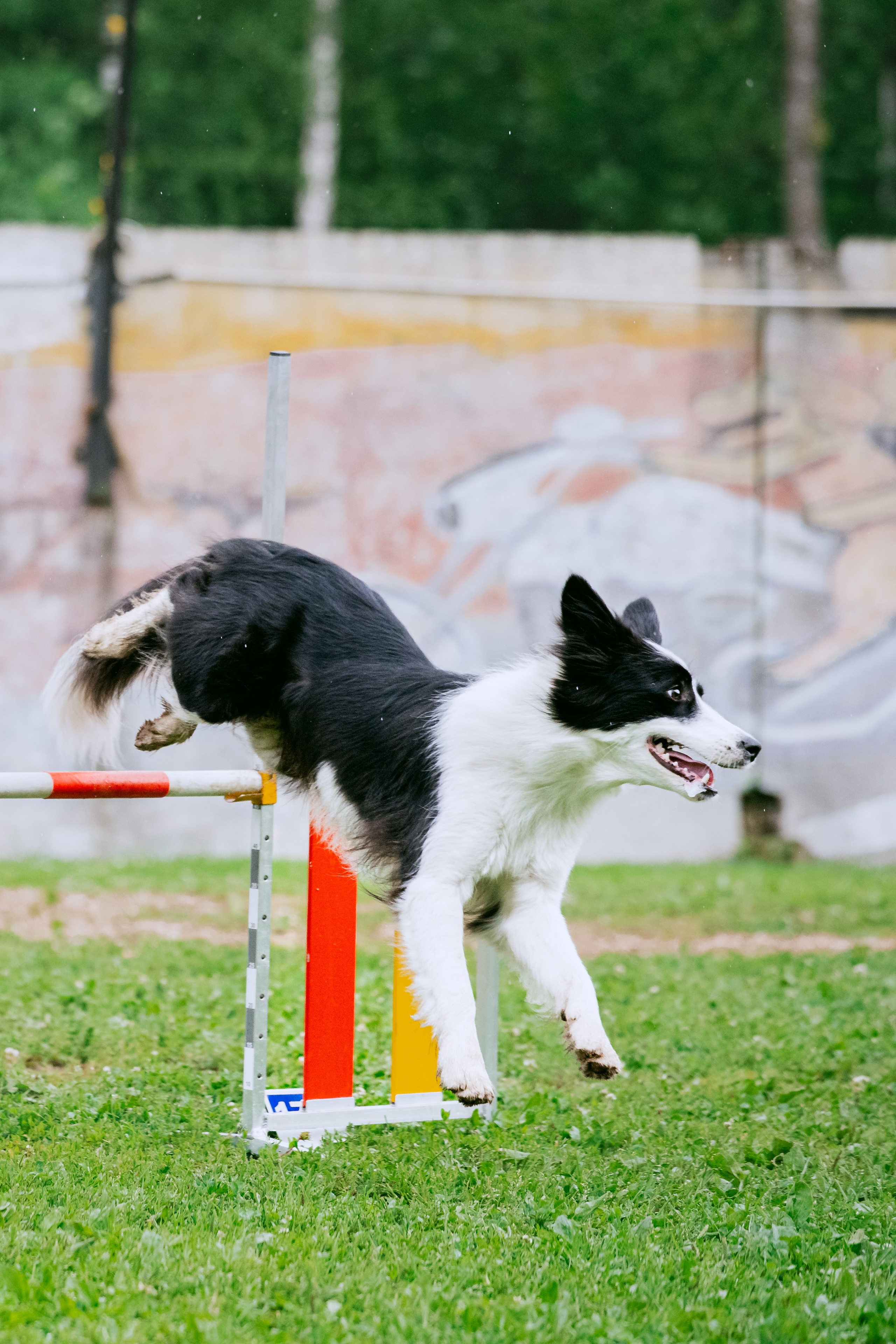 Соревнования по аджилити Долгопрудный 30.06.2025. Фотограф-анималист Татьяна Степанова