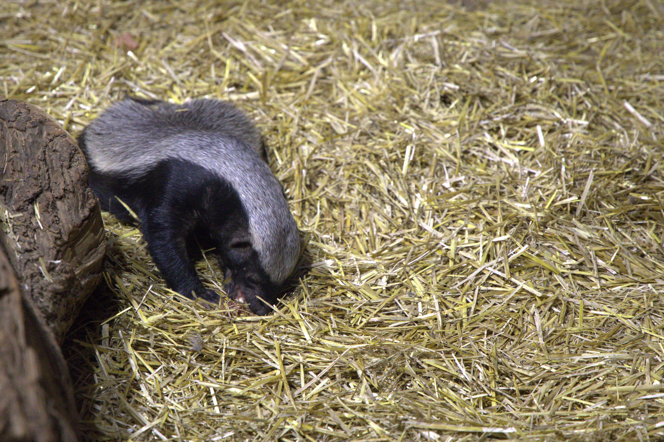 ЗООПАРК. ФОТОГРАФ В МОСКВЕ СТАНИСЛАВ КОБЗЕВ
