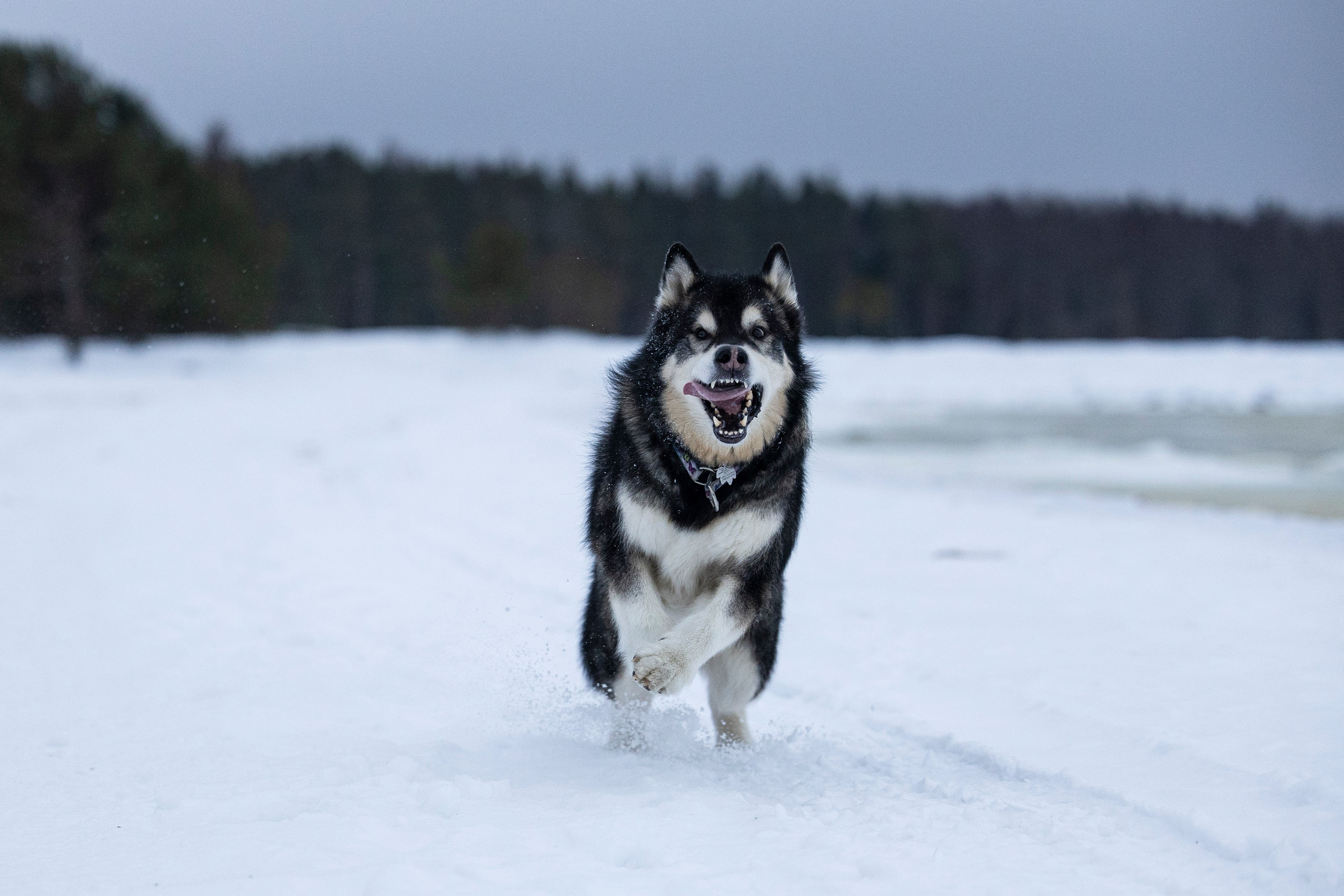 Юрген. Фотограф-анималист Анна Маринич