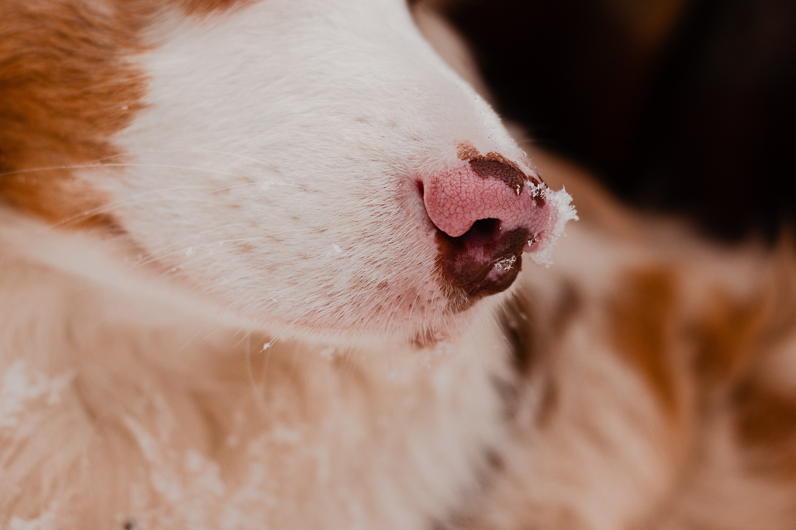 Юля и Ума. Фотограф-анималист Мария Баркевич | Москва