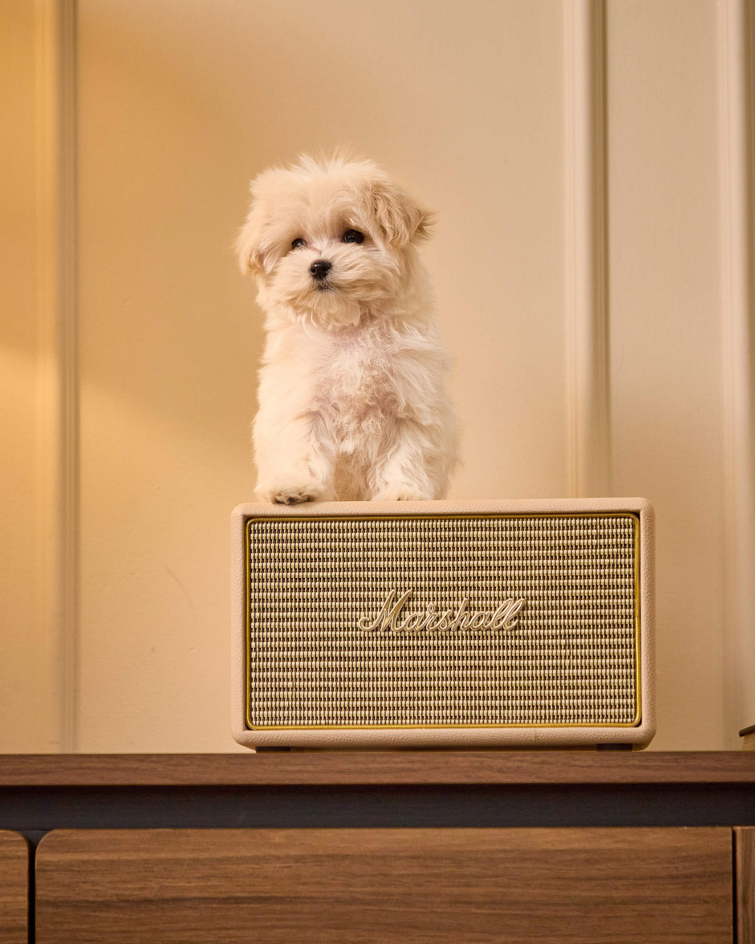 Dogs Maltipu commercial shoot. Святослав Лебедев | Рекламный фотограф — Коммерческая съемка, Арт-дирекшн, AI-интеграция