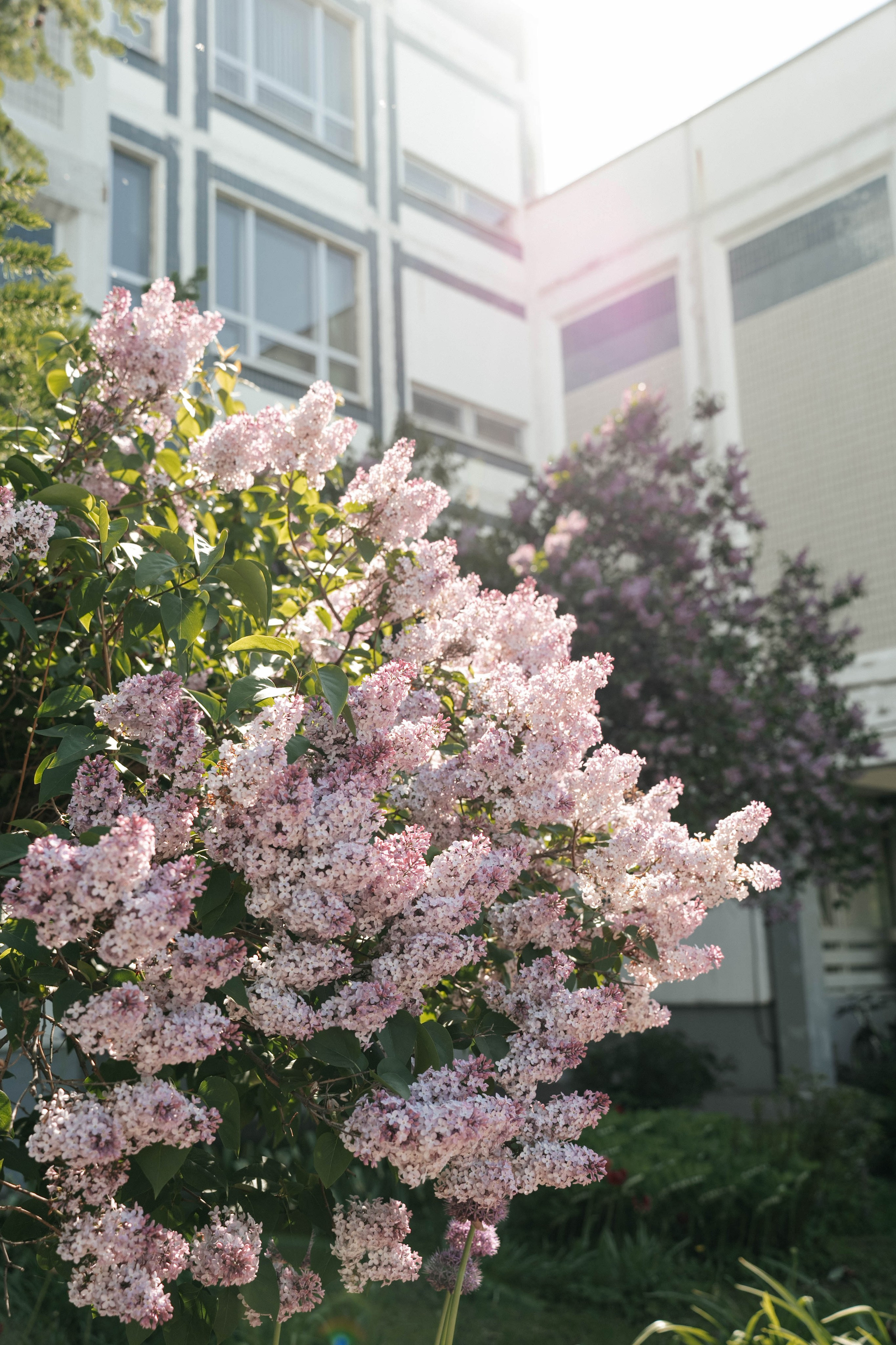 Последний звонок, 11г. Свадебный фотограф Москва Александра Аверкова