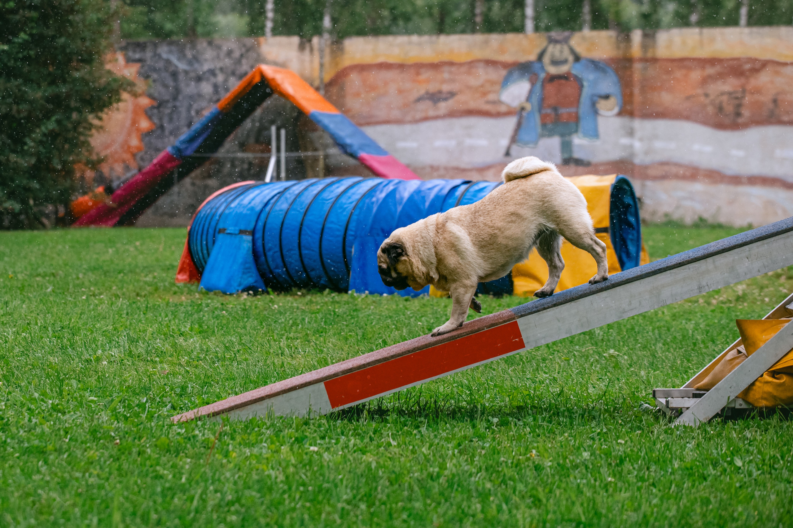 Соревнования по аджилити Долгопрудный 30.06.2025. Фотограф-анималист Татьяна Степанова