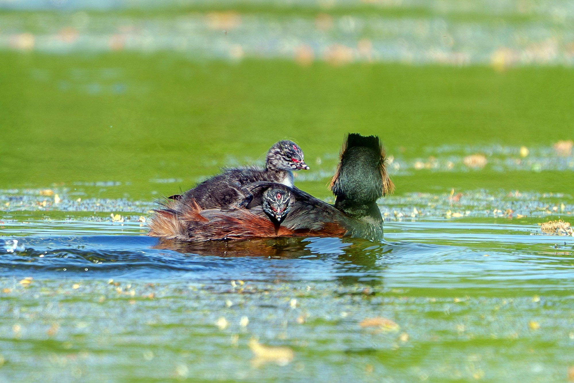 Удивительные мир птиц. Вокруг нас столько прекрасного — присмотритесь!. Ваш личный фотограф Марина Волкова