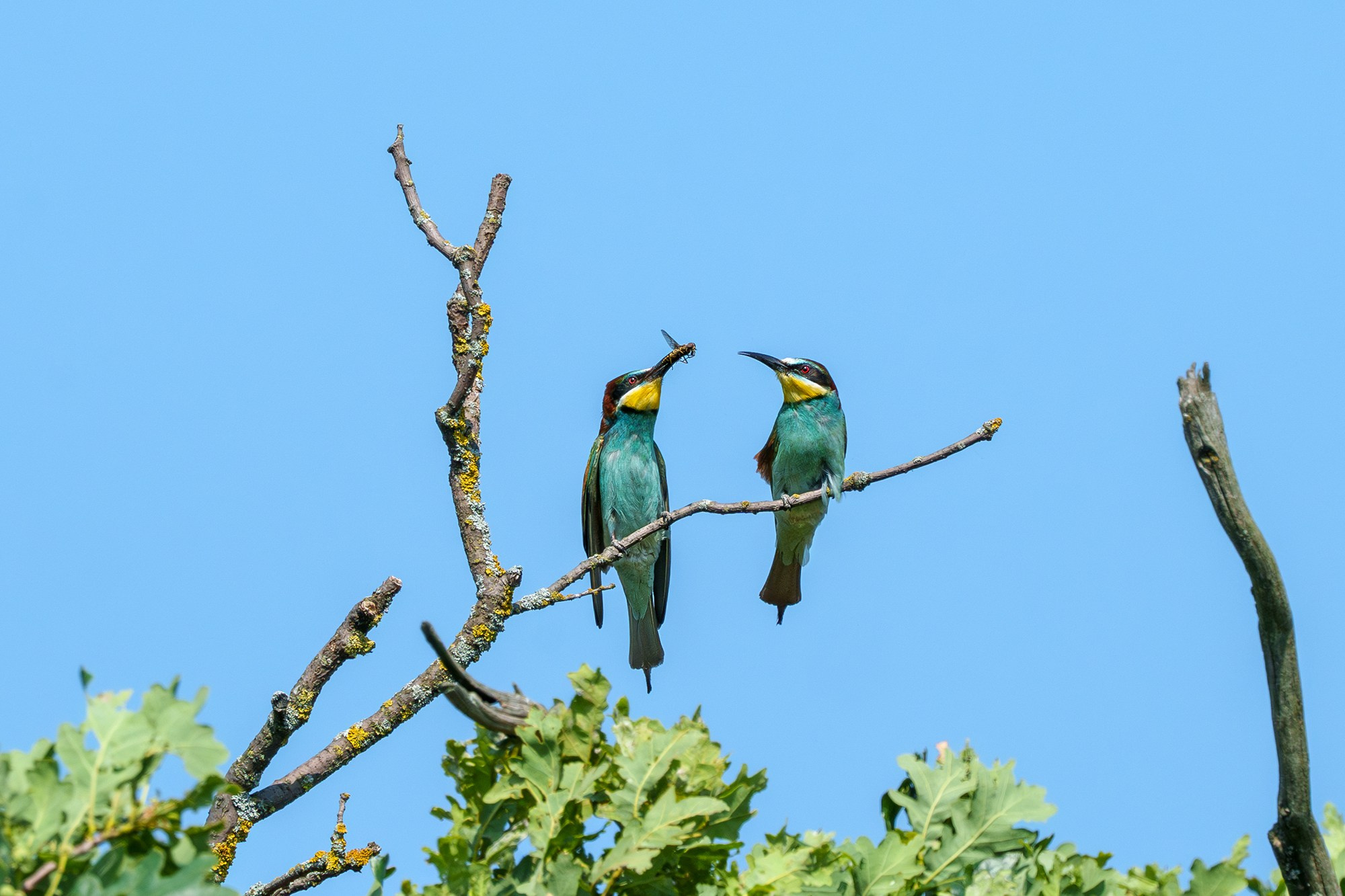 Удивительные мир птиц. Вокруг нас столько прекрасного — присмотритесь!. Ваш личный фотограф Марина Волкова