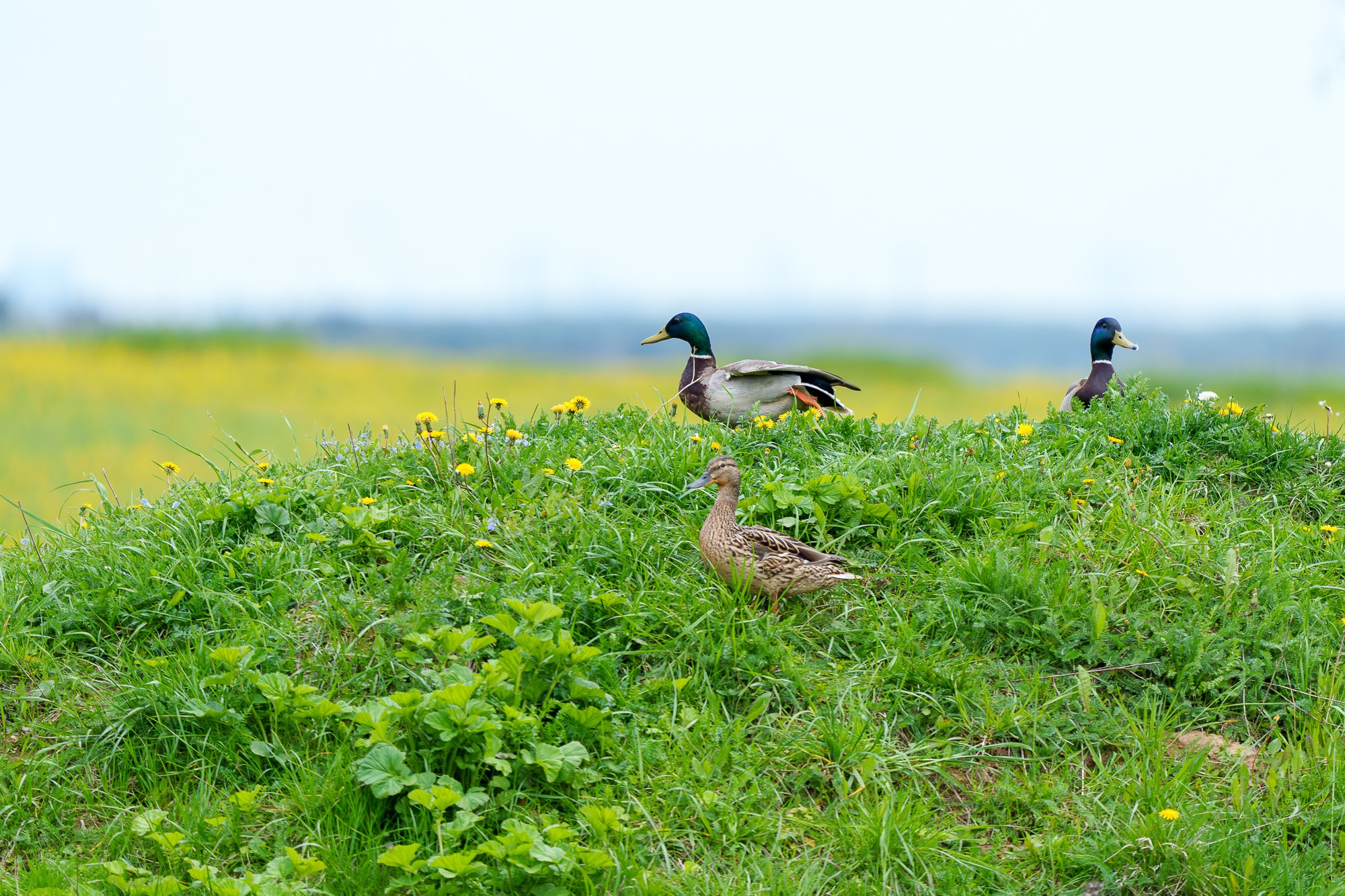 Удивительные мир птиц. Вокруг нас столько прекрасного — присмотритесь!. Ваш личный фотограф Марина Волкова
