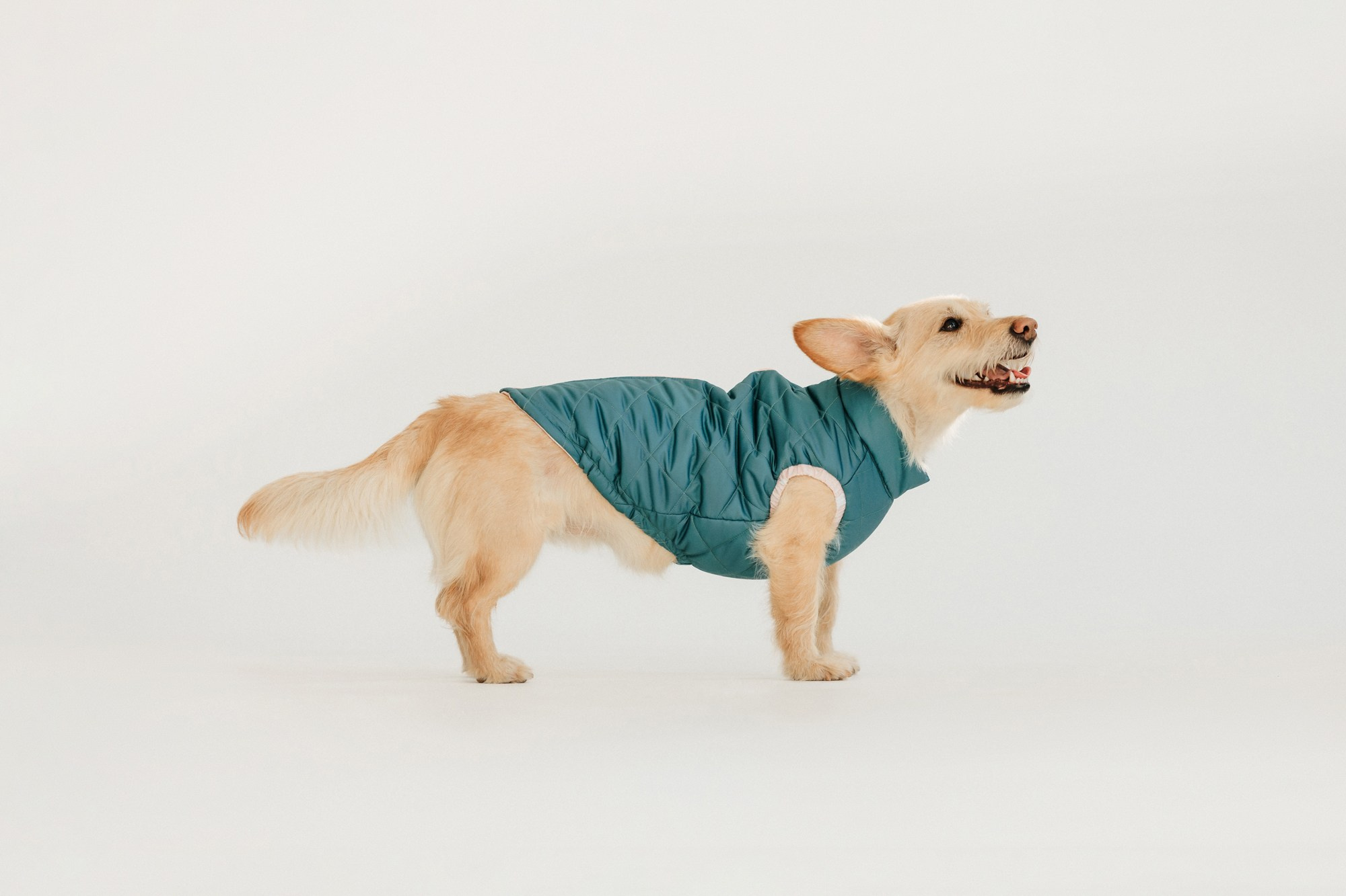 Одежда Lapa`s brand. Фотограф-анималист Елена Радченко, Москва