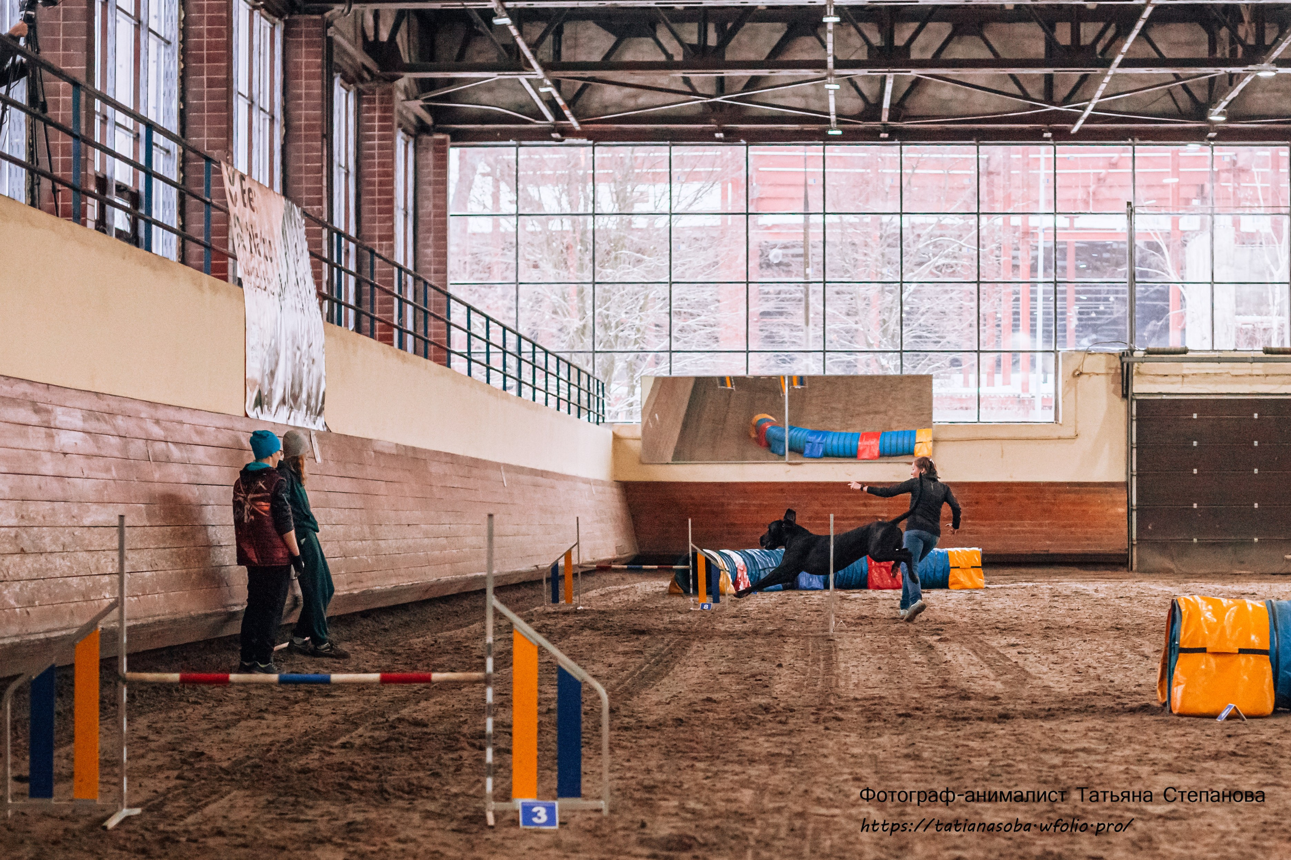 Соревнования по Аджилити 25.02.2024. Фотограф-анималист Татьяна Степанова
