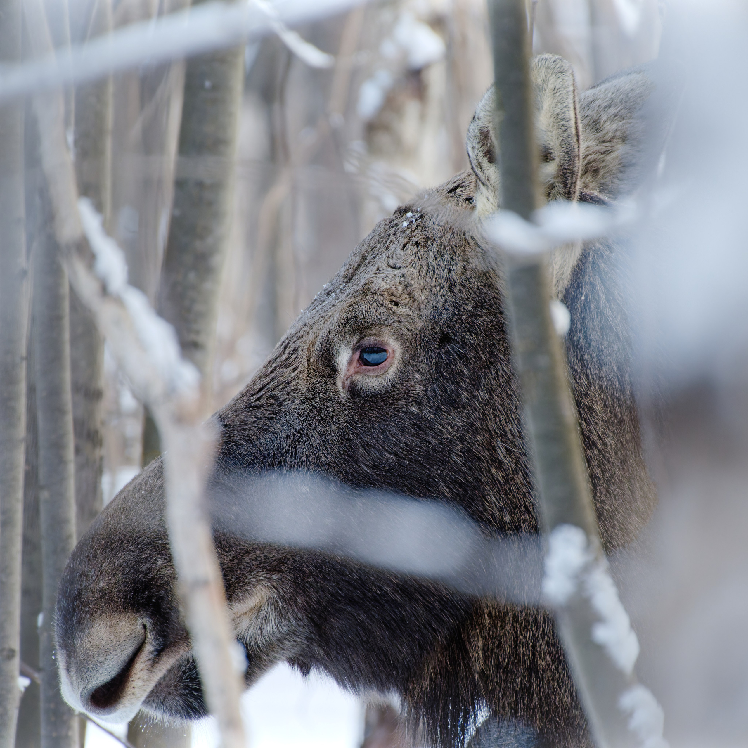 Голова лося крупным планом через кусты