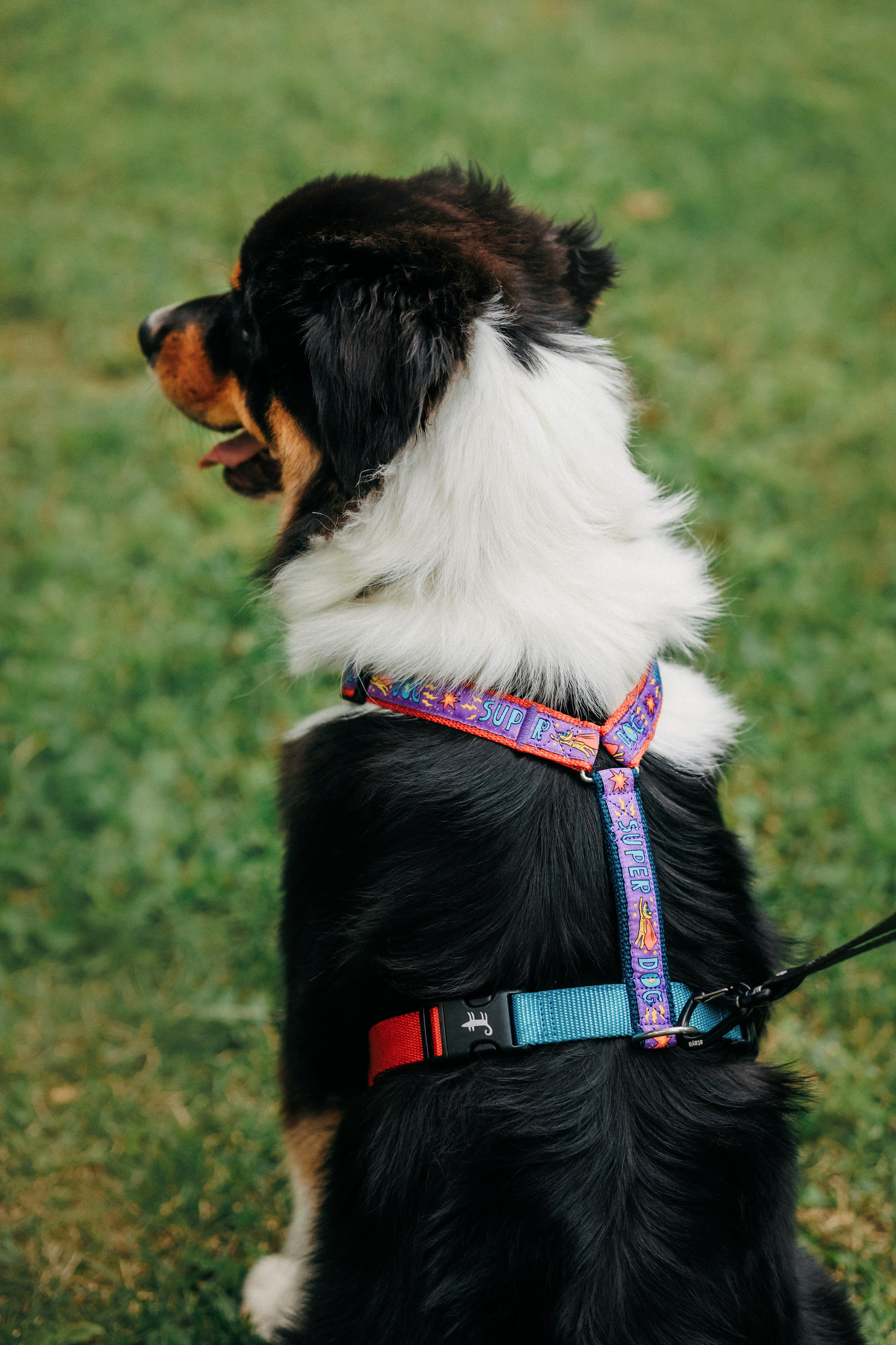 Лена и Рэй. Фотограф-анималист Елена Радченко, Москва
