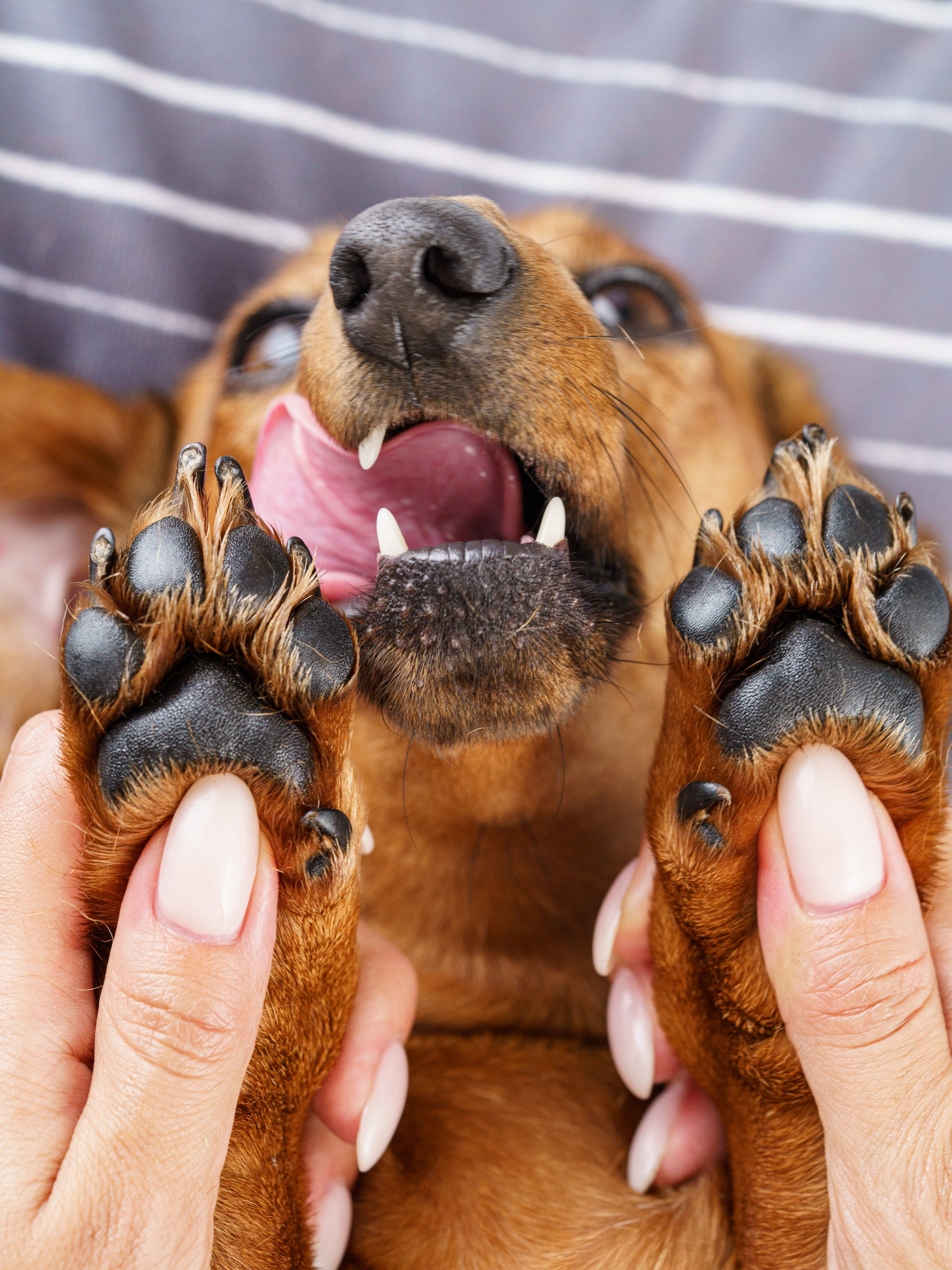Съемки с животными. КЕД Студия-контент агентство полного цикла СПБ. Создаём фото, видео и контент, который помогает брендам и селлерам продавать больше