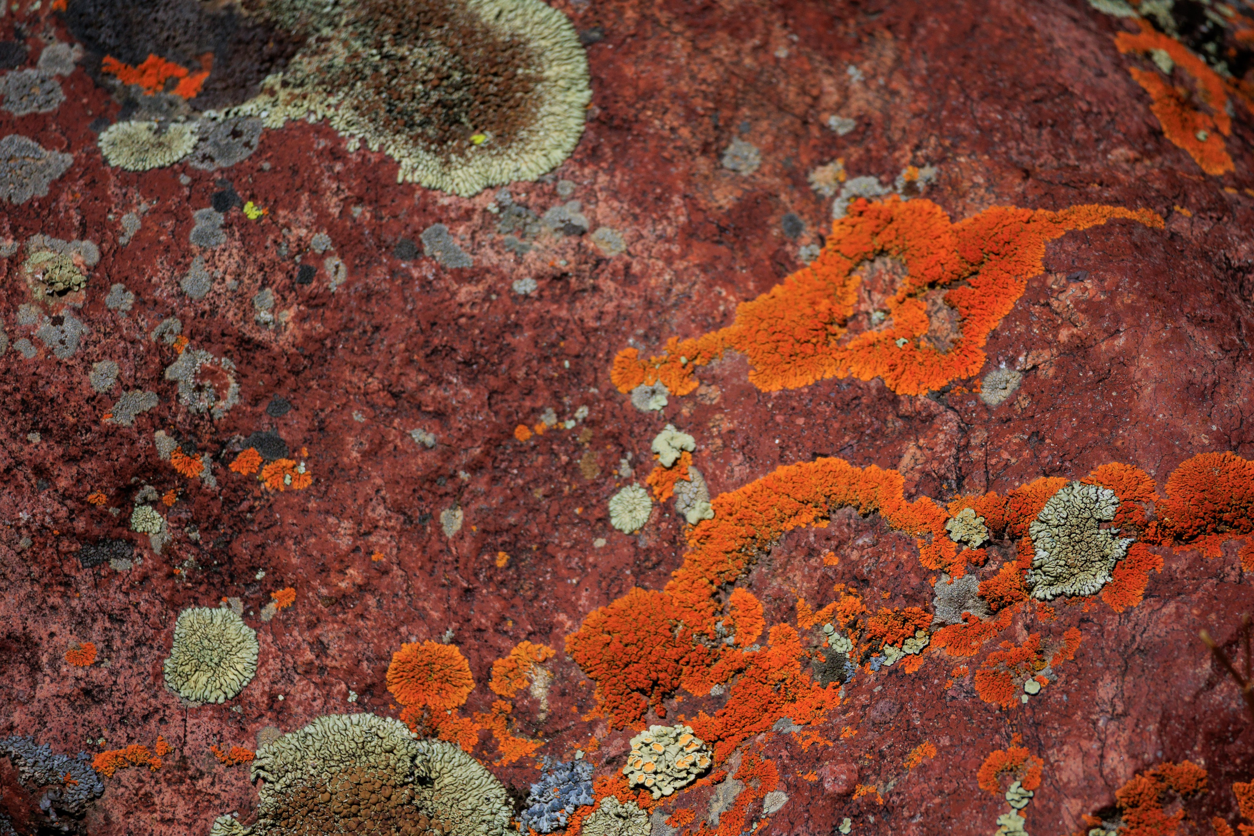 Поездка на плато Ассы и за пределами. Экскурсии и туры по Алматы