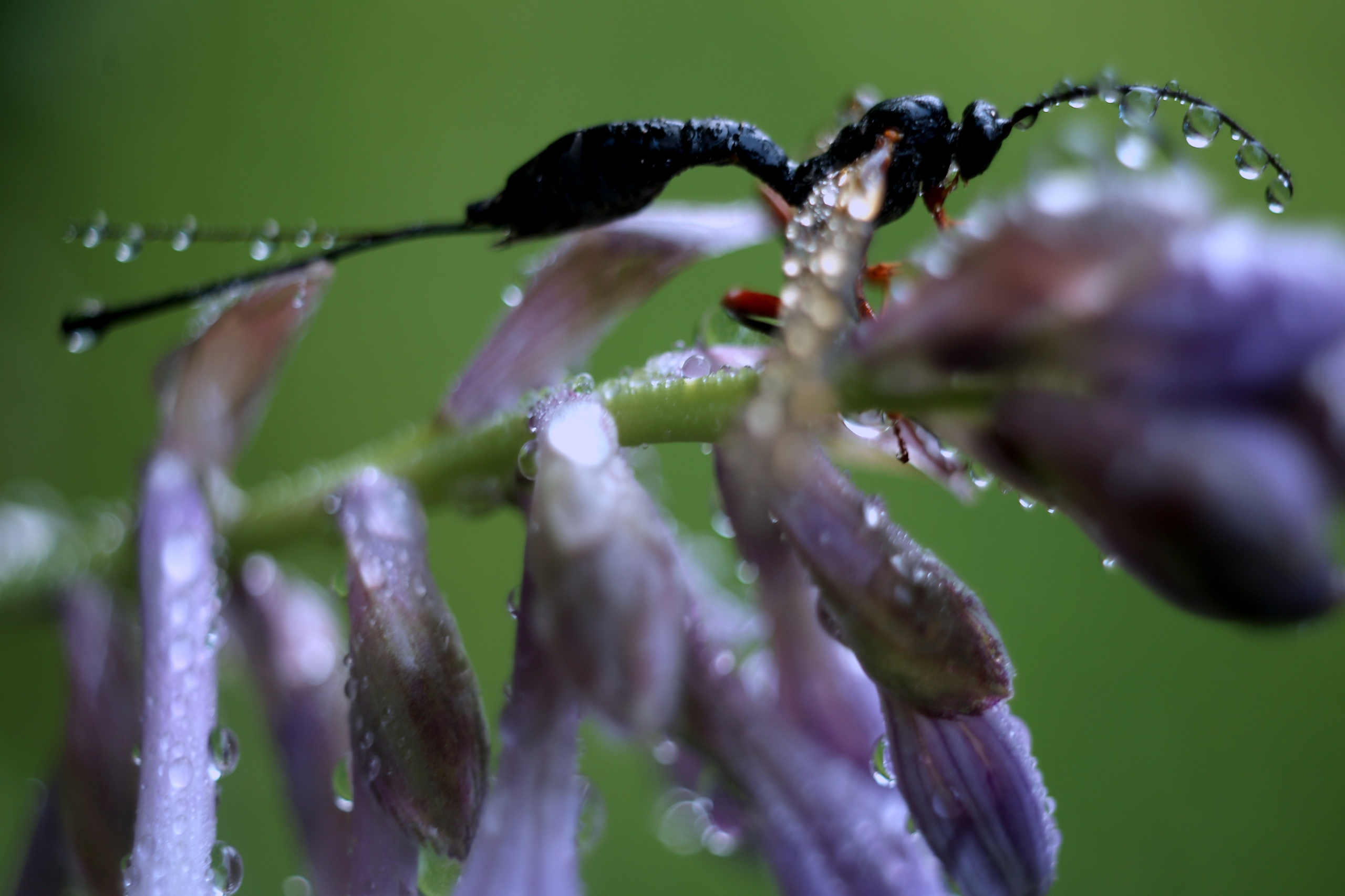 Макро. Фотограф Лагутин Анатолий