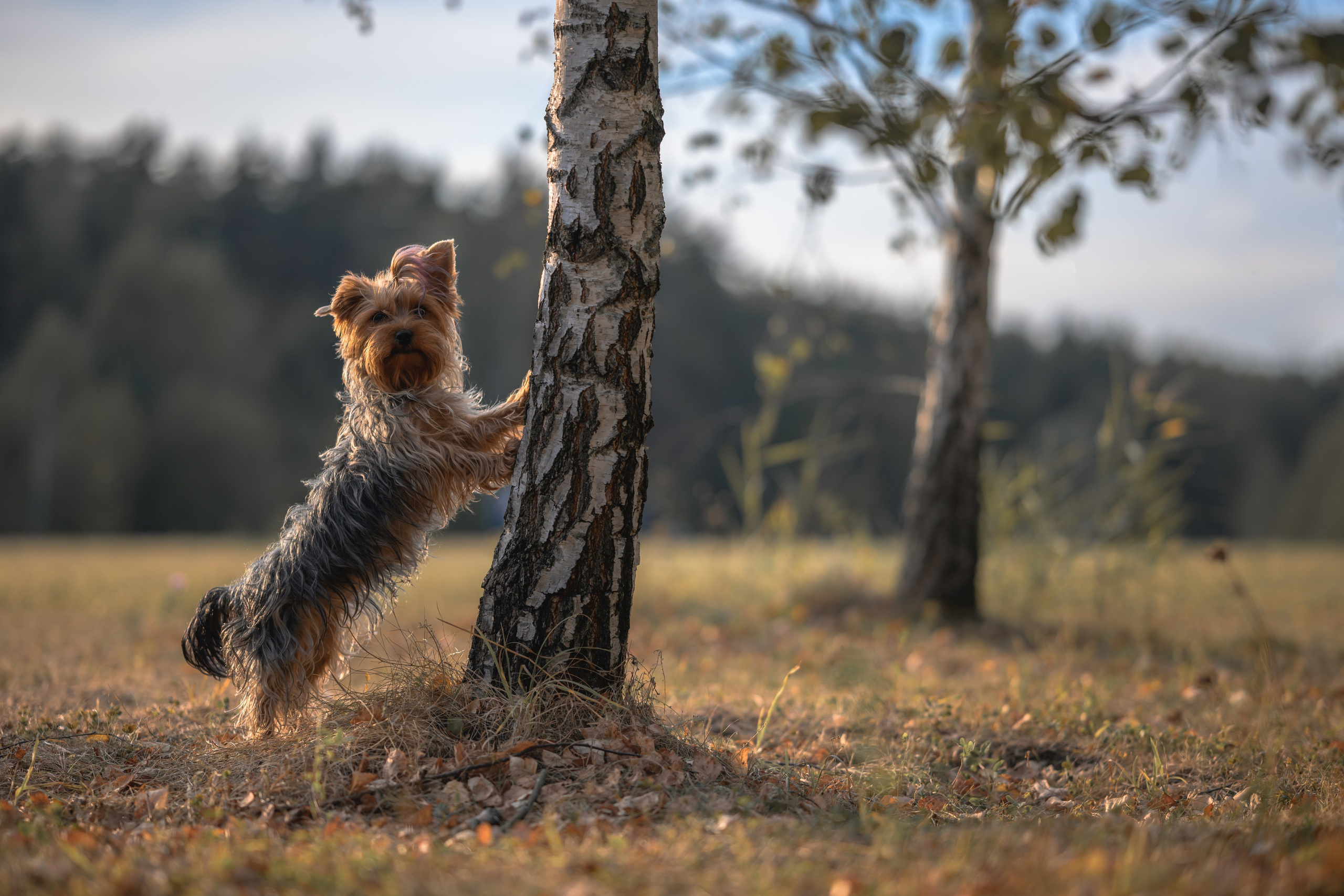 Прогулка в Мещерском парке. Фотограф Анималист в Москве Анастасия Жучкова