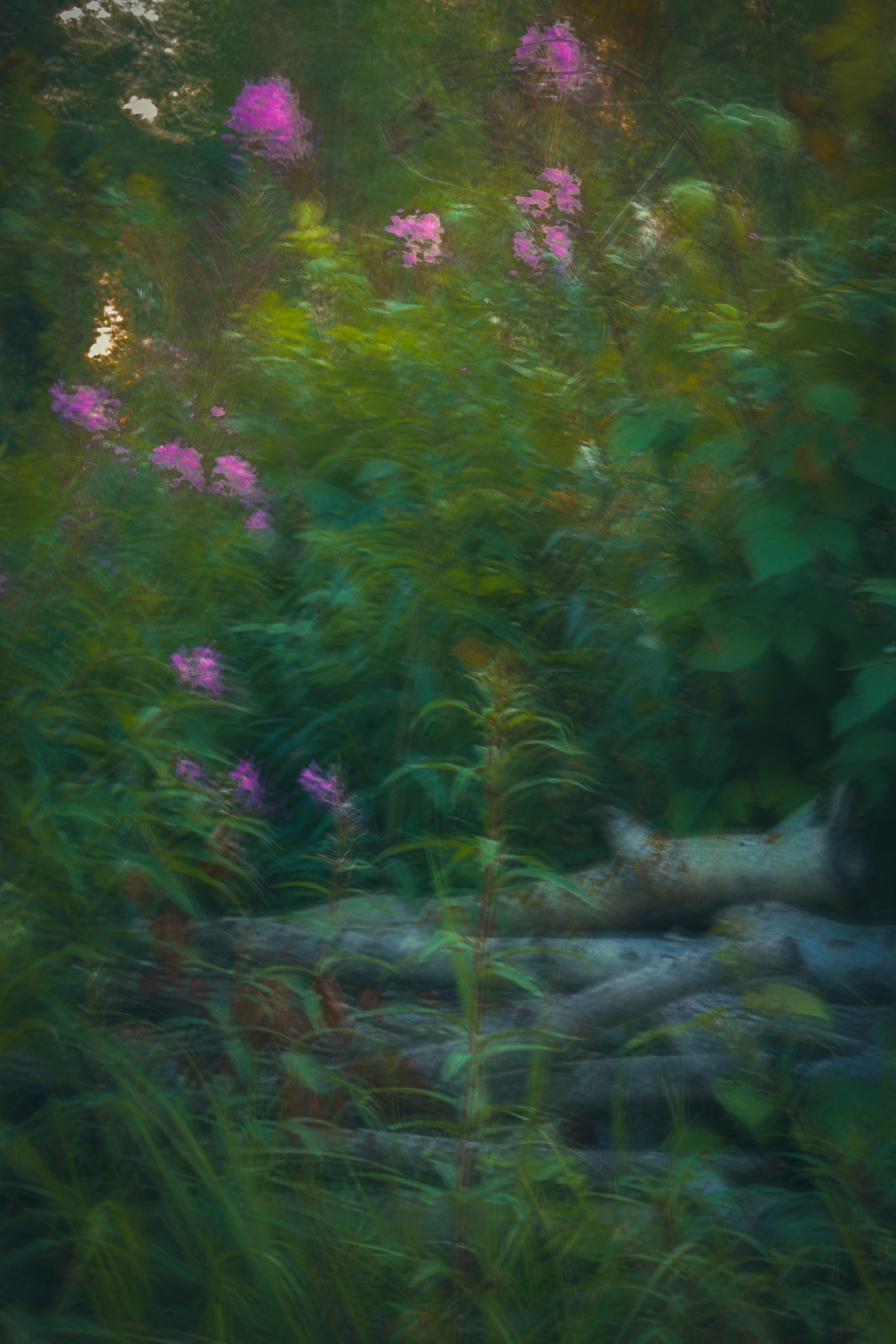 Природа &. Фотохудожник в СПб