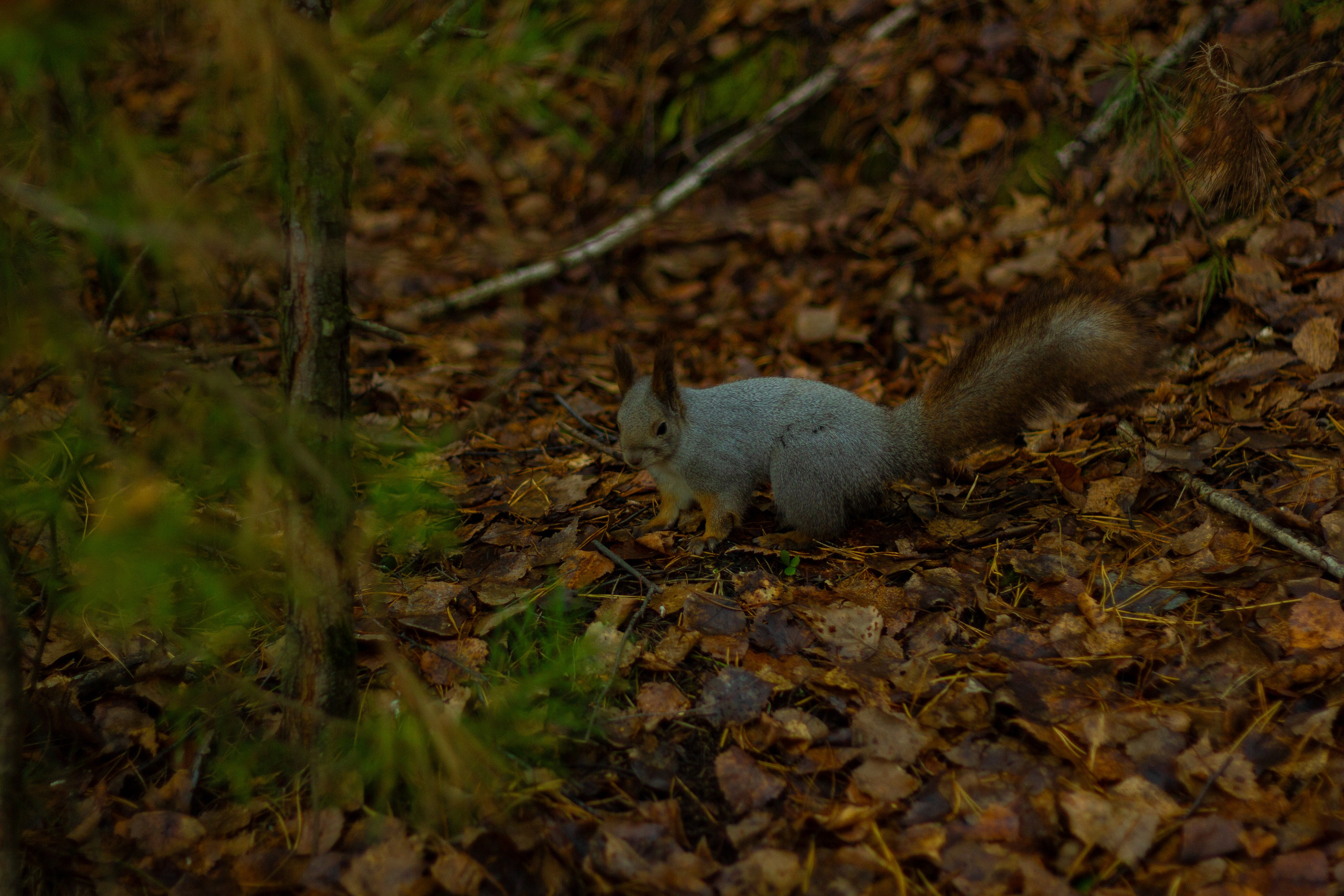 04.11.2024 | Сосновоборск. Kuznetsov | Фотограф в Красноярске