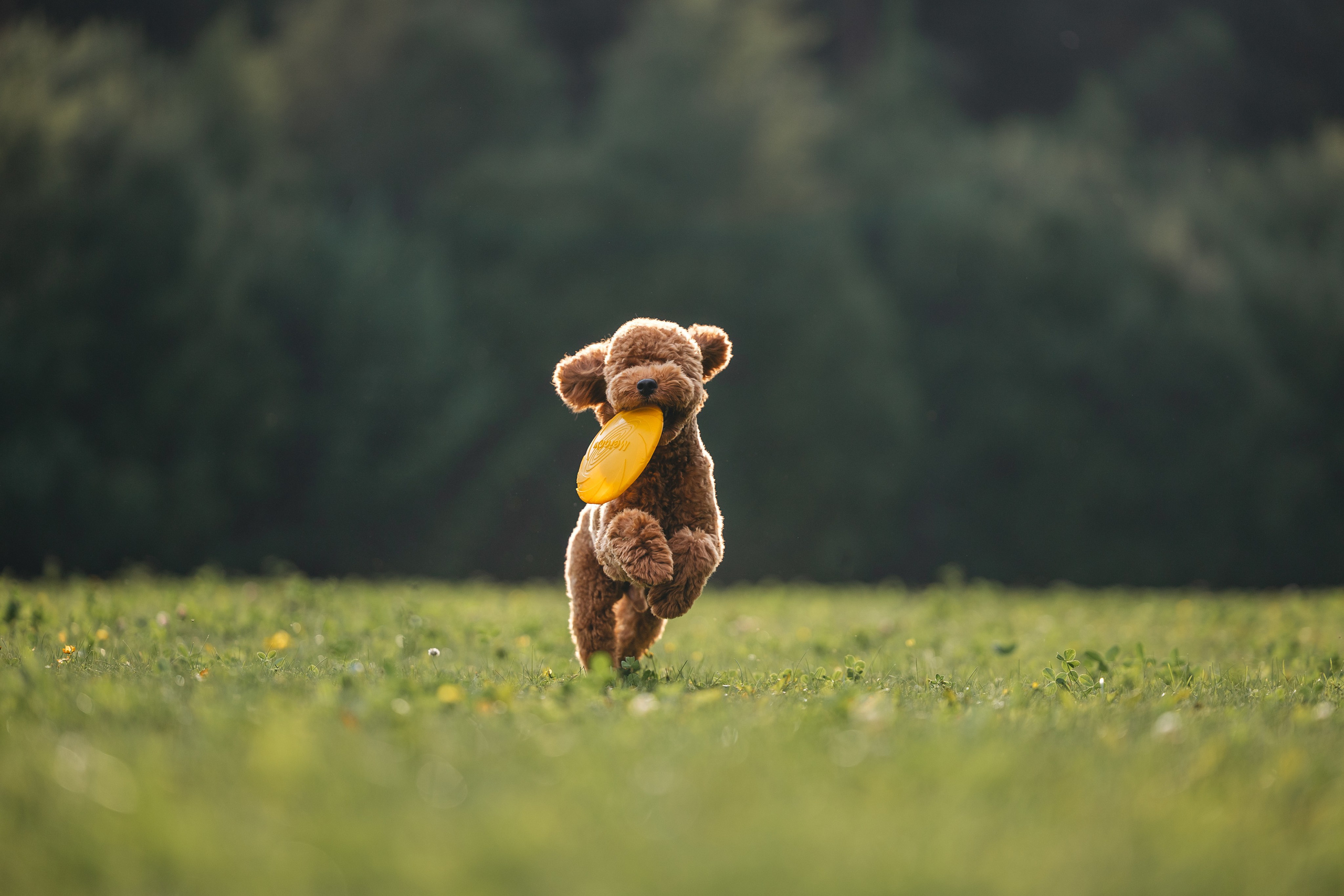 Джек. Фотограф Анималист в Москве Анастасия Жучкова