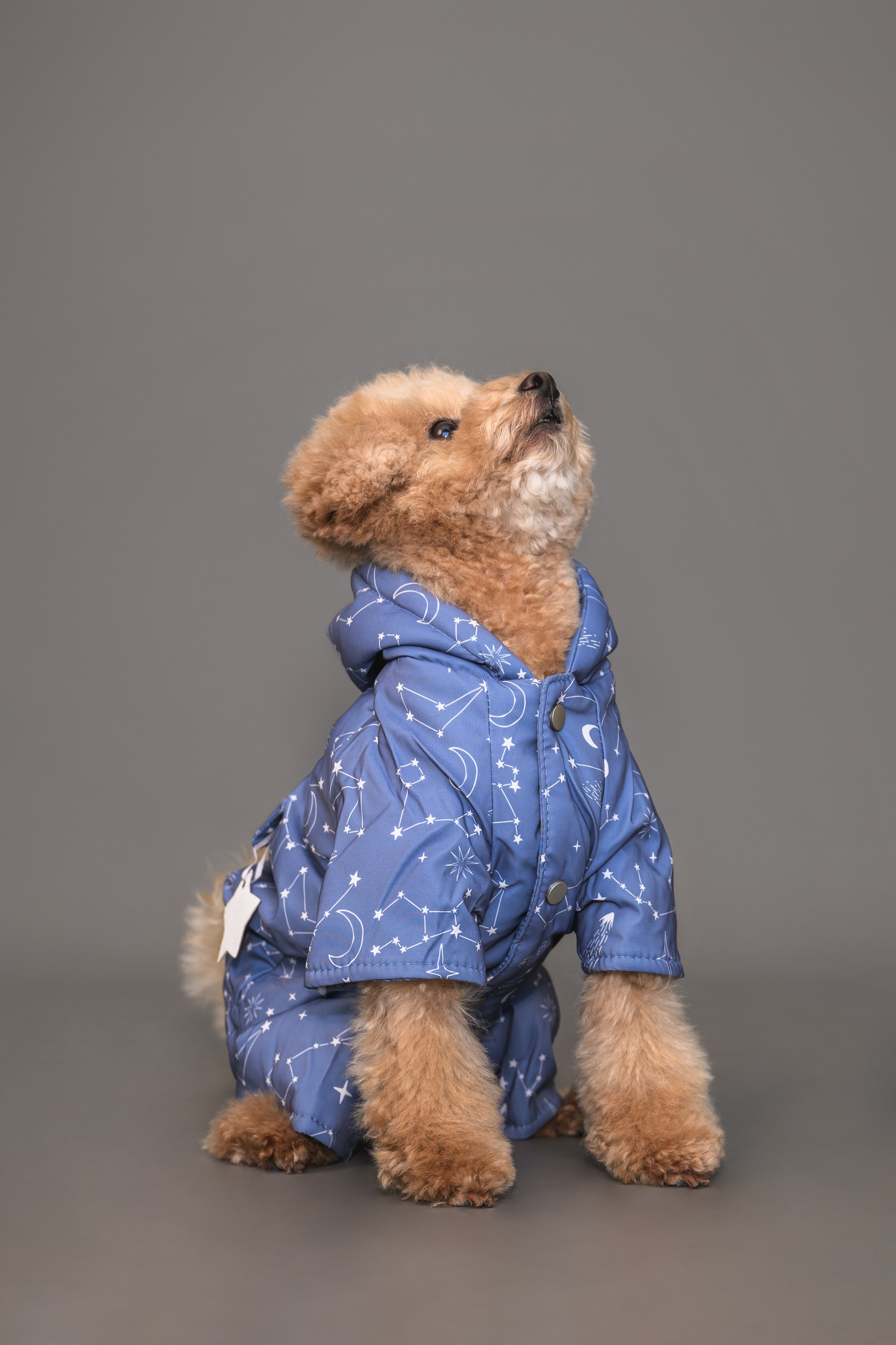 Пудель. Фотограф Анималист в Москве Анастасия Жучкова