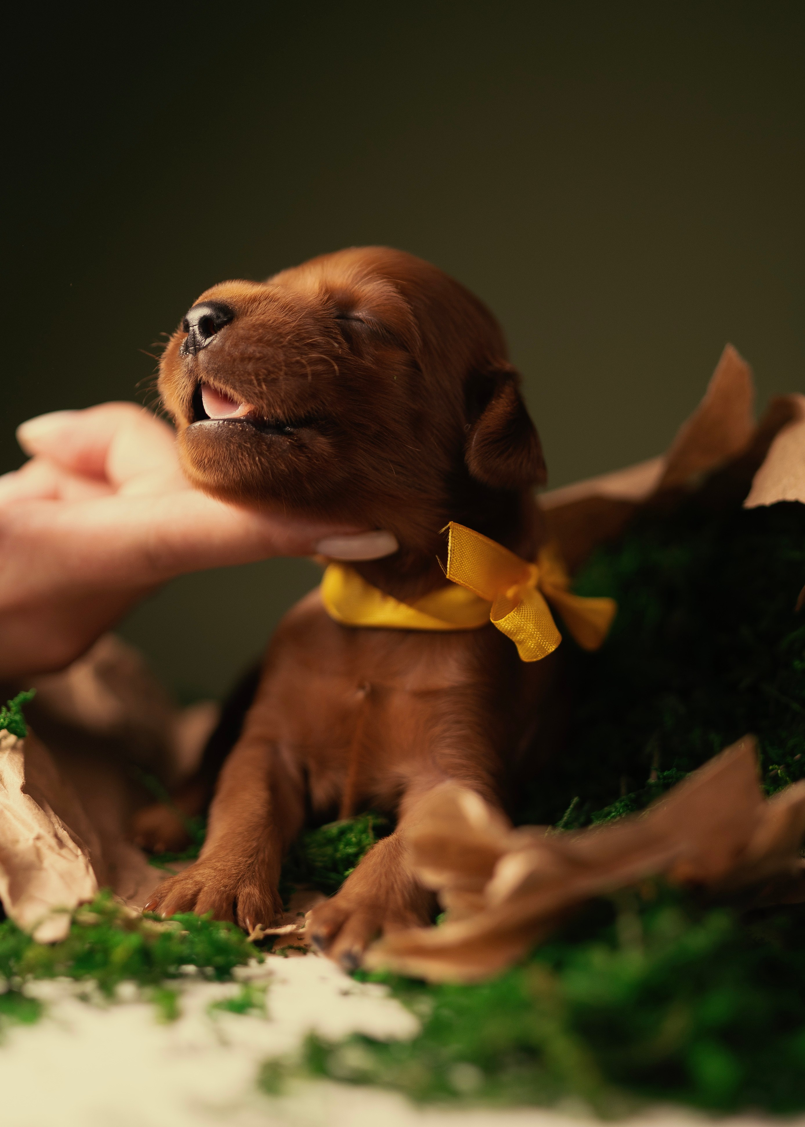 Красные ирландские сеттеры. Фотограф- анималист Александра Матвеева