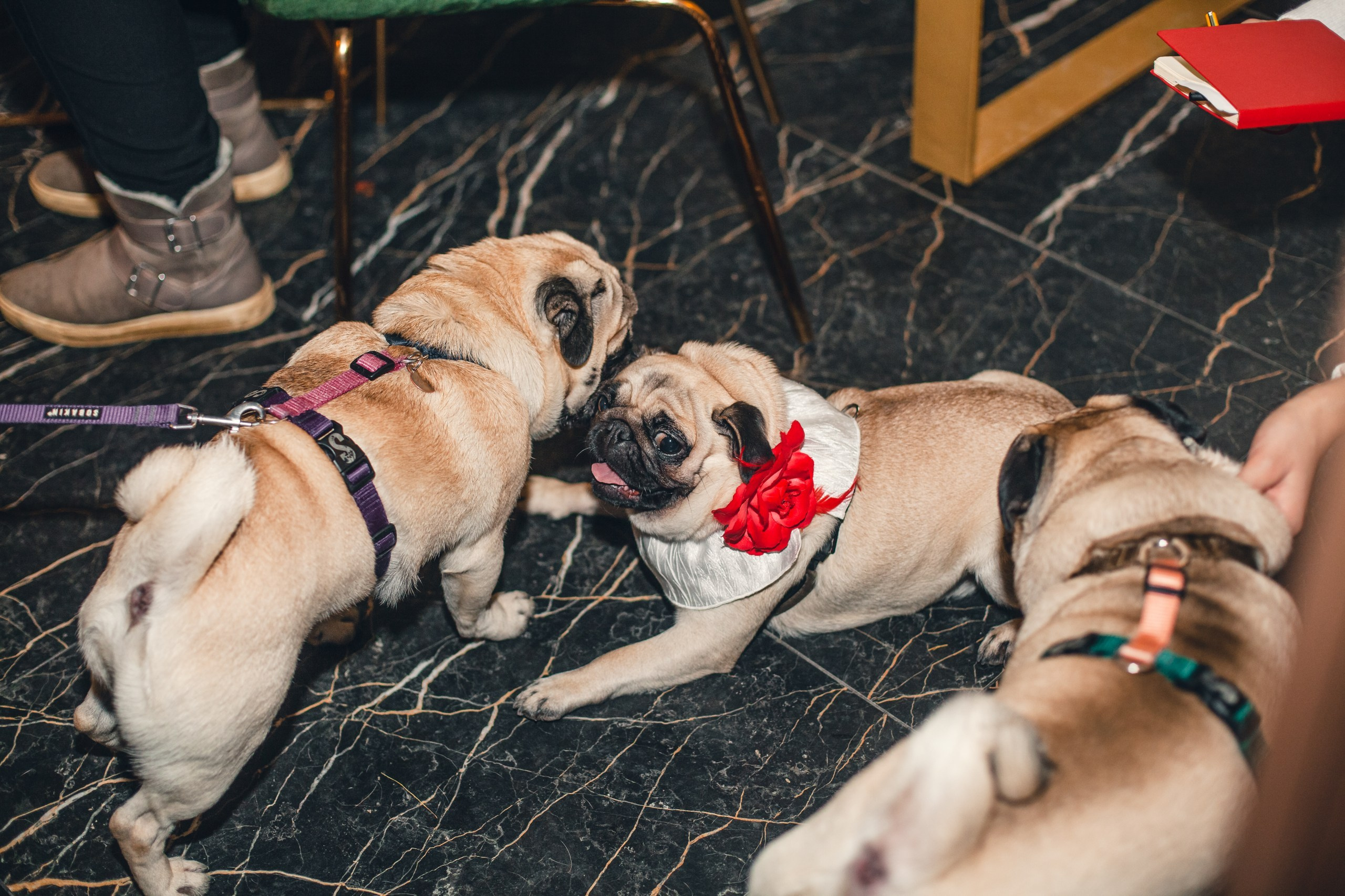 Мопсовстреча 02.12.2023. Фотограф-анималист Татьяна Степанова