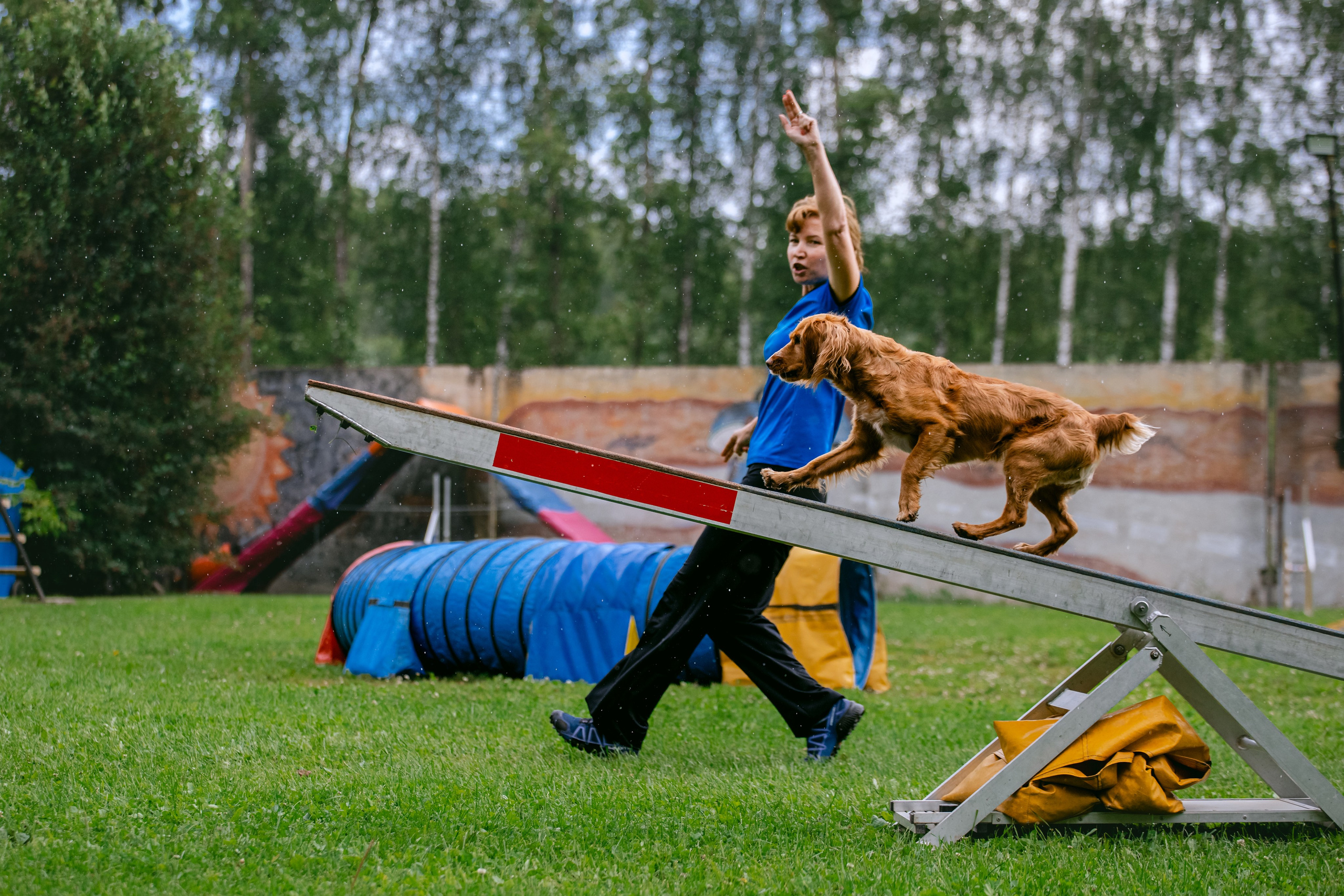 Соревнования по аджилити Долгопрудный 30.06.2025. Фотограф-анималист Татьяна Степанова