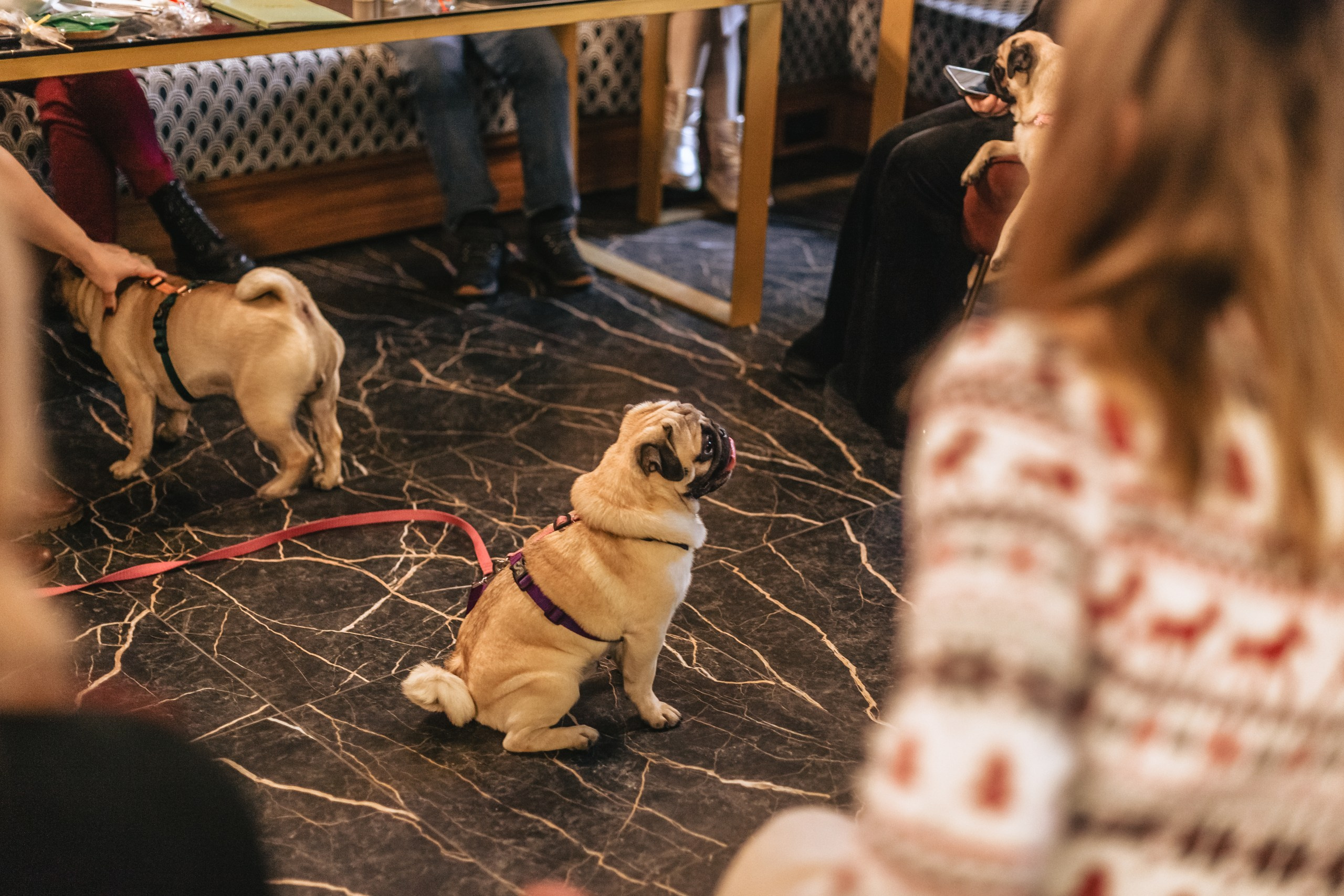 Мопсовстреча 02.12.2023. Фотограф-анималист Татьяна Степанова