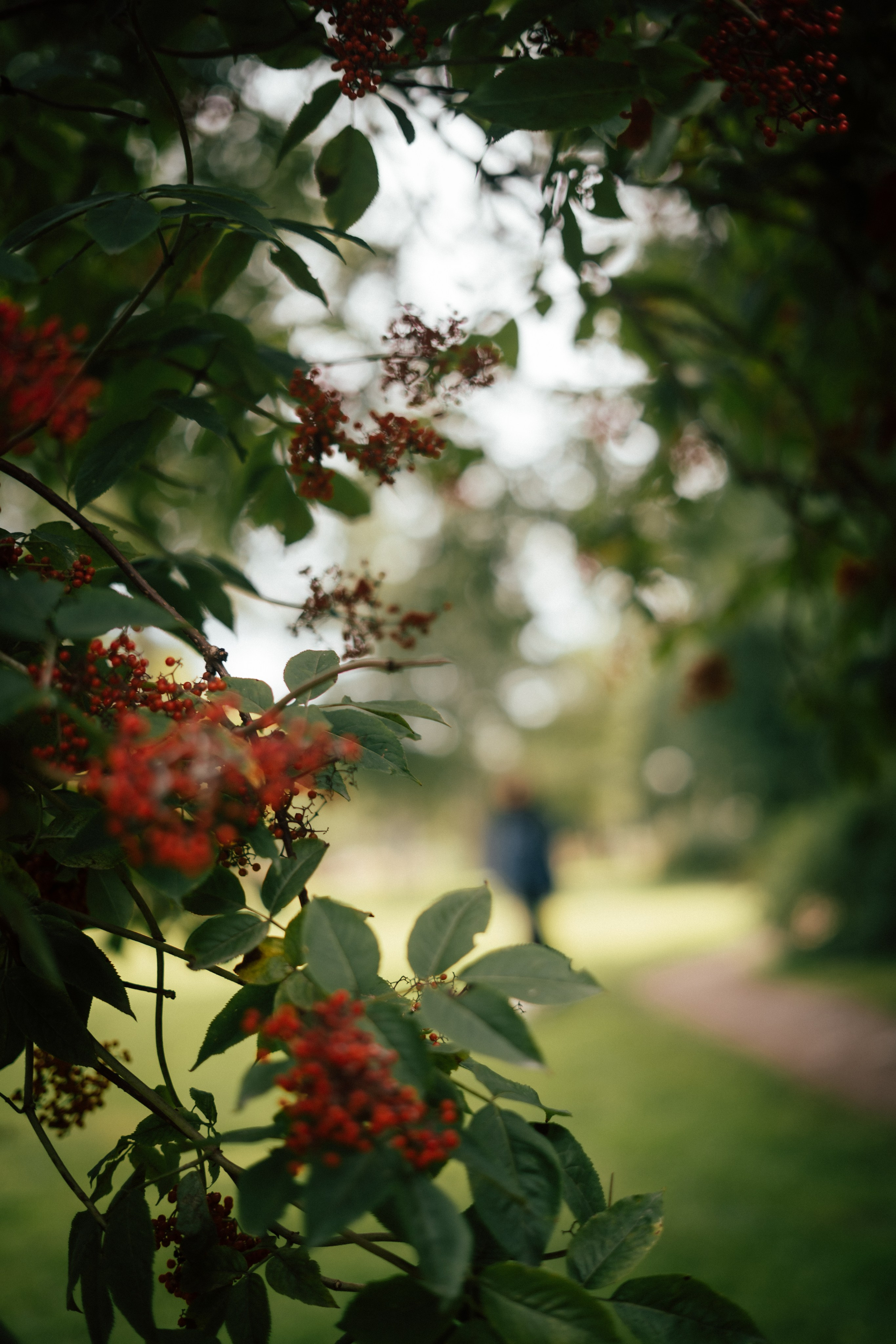 Фотосессия с собакой сахалин. Фотограф сахалин