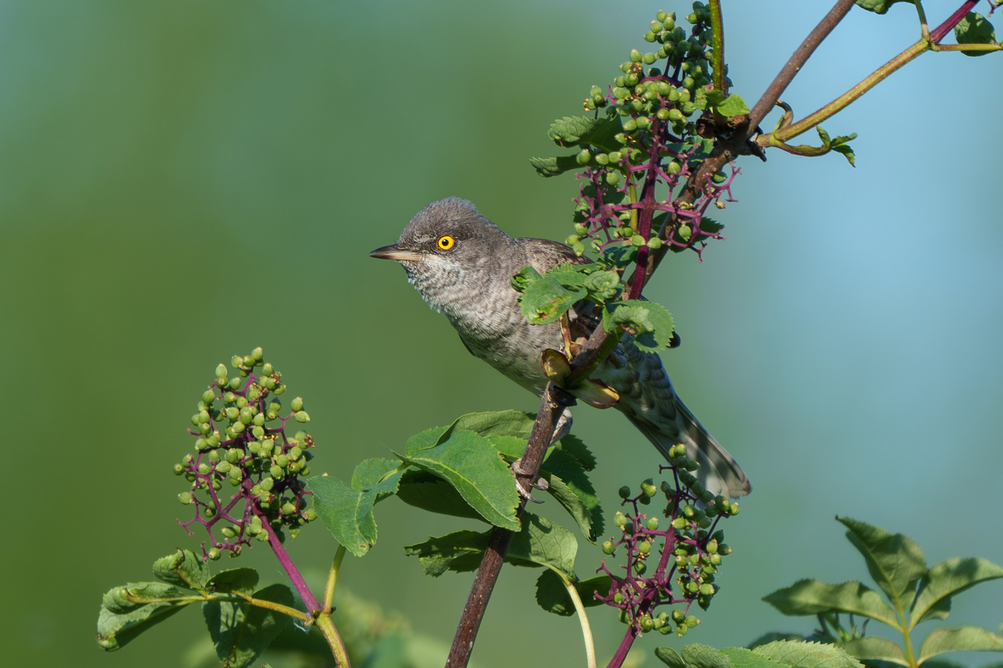 Удивительные мир птиц. Вокруг нас столько прекрасного — присмотритесь!. Ваш личный фотограф Марина Волкова
