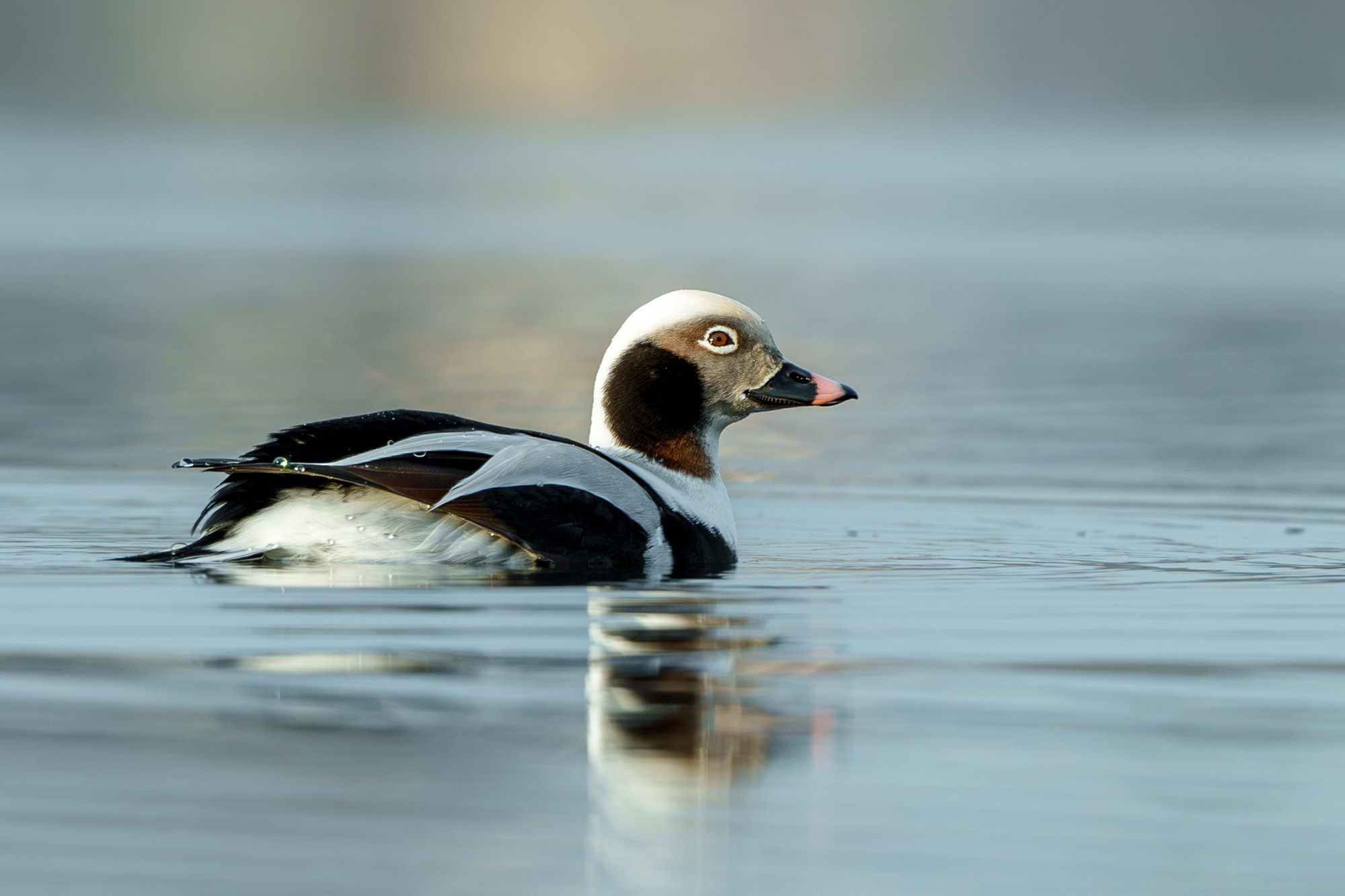 Удивительные мир птиц. Вокруг нас столько прекрасного — присмотритесь!. Ваш личный фотограф Марина Волкова