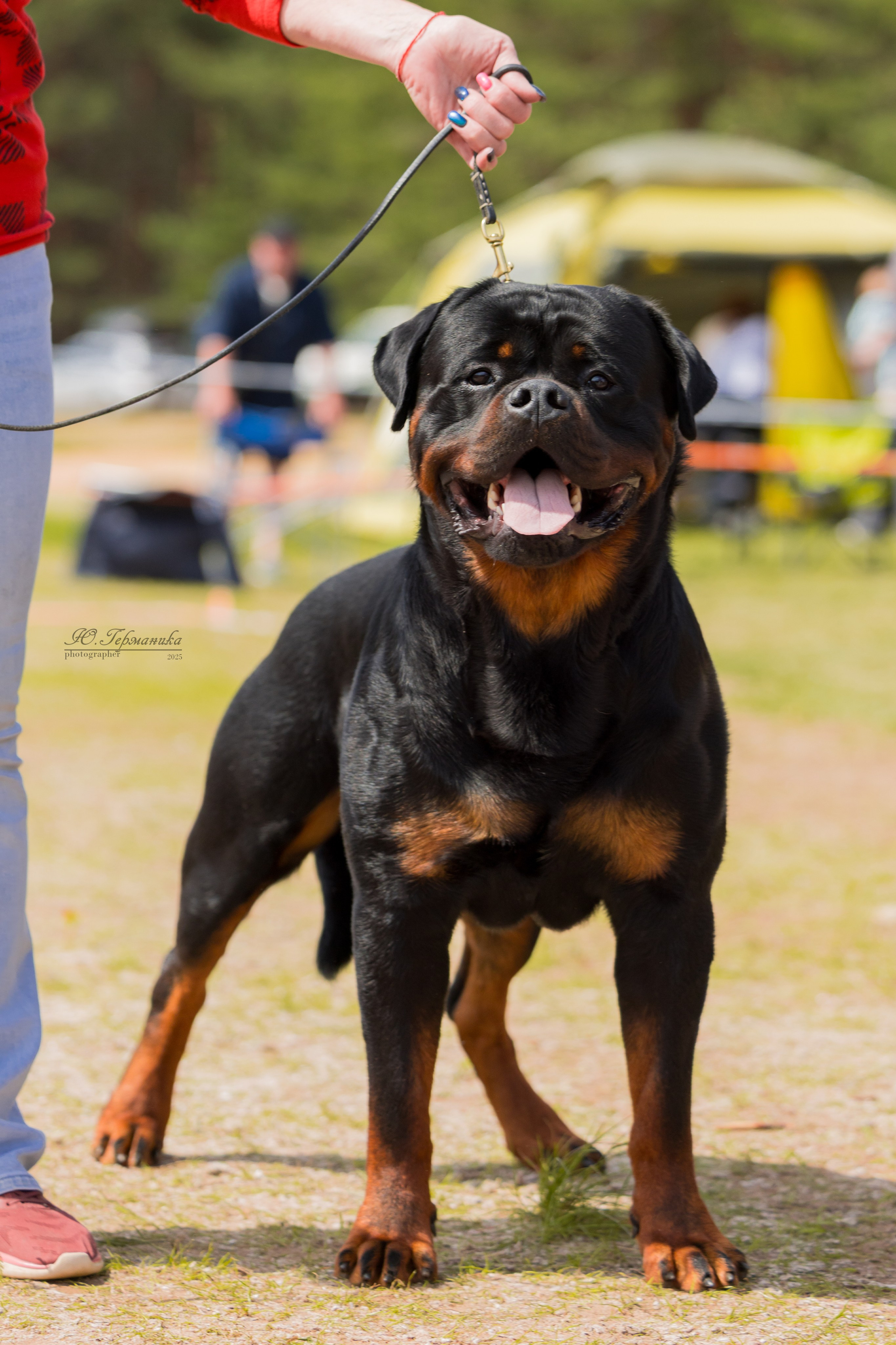 Тверь ротвейлеры 5-6.07.2025. Фотограф-анималист Юлия Германика