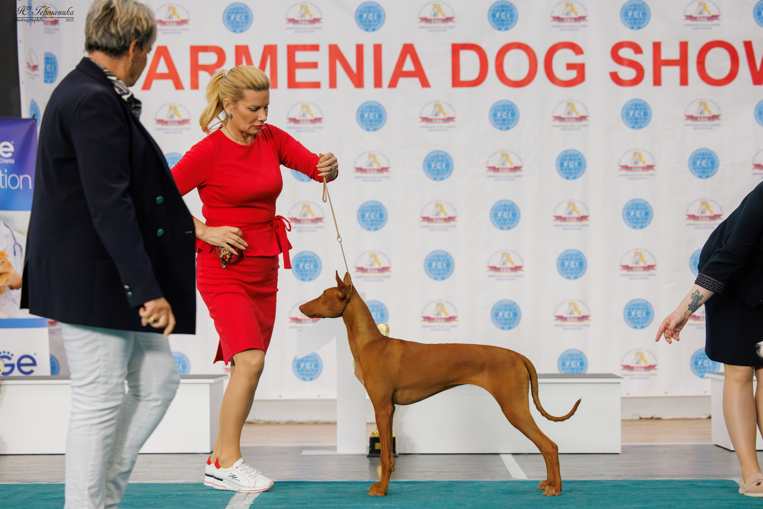 Ереван 2х CACIB 29-30.04.2025. Фотограф-анималист Юлия Германика