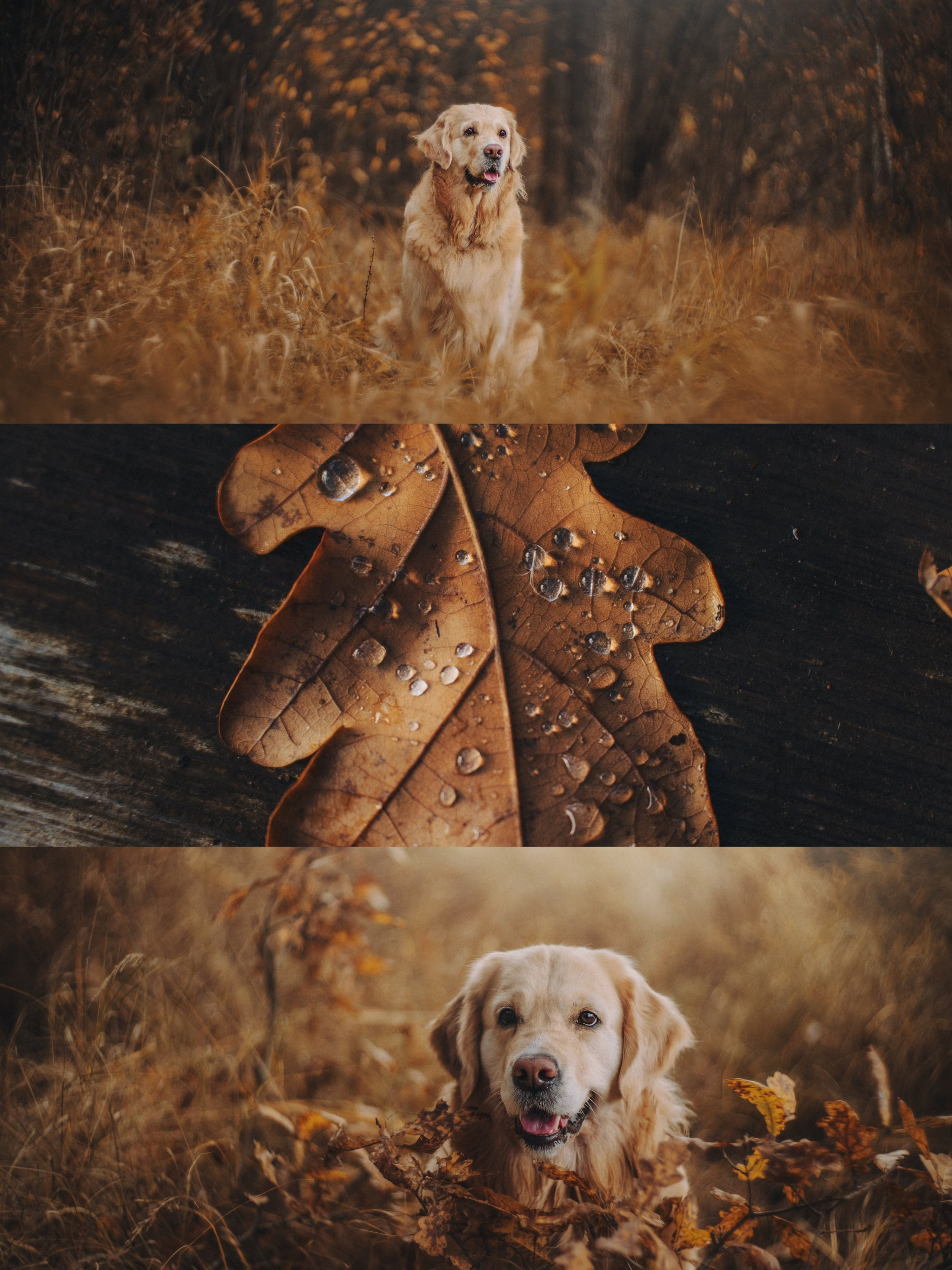 Анастасия и Айза. Фотограф анималист в Москве и Санкт-Петербурге Свиридова Анна