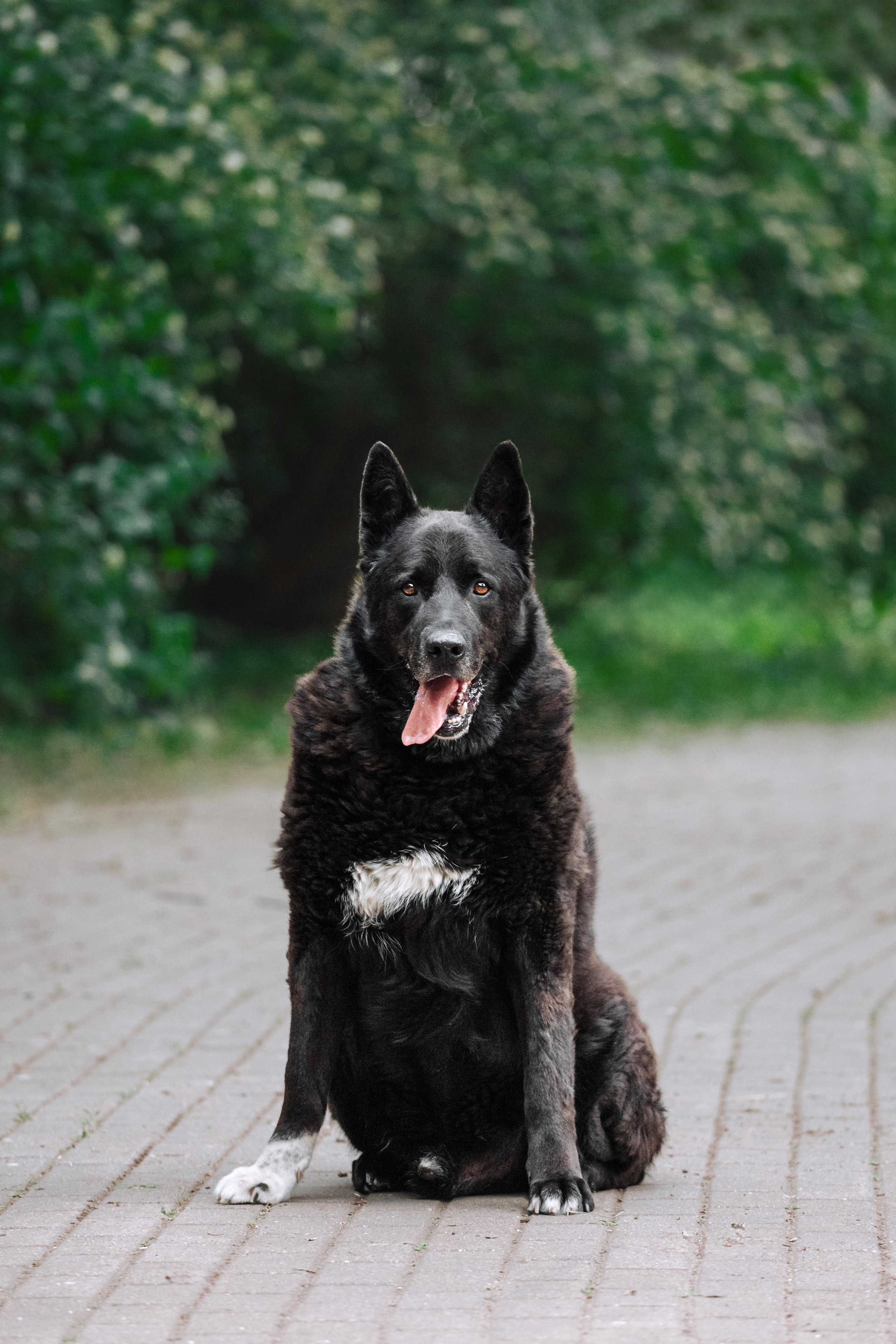 Собаки из приюта Дубовая роща лето 2025. Фотограф-анималист Татьяна Степанова