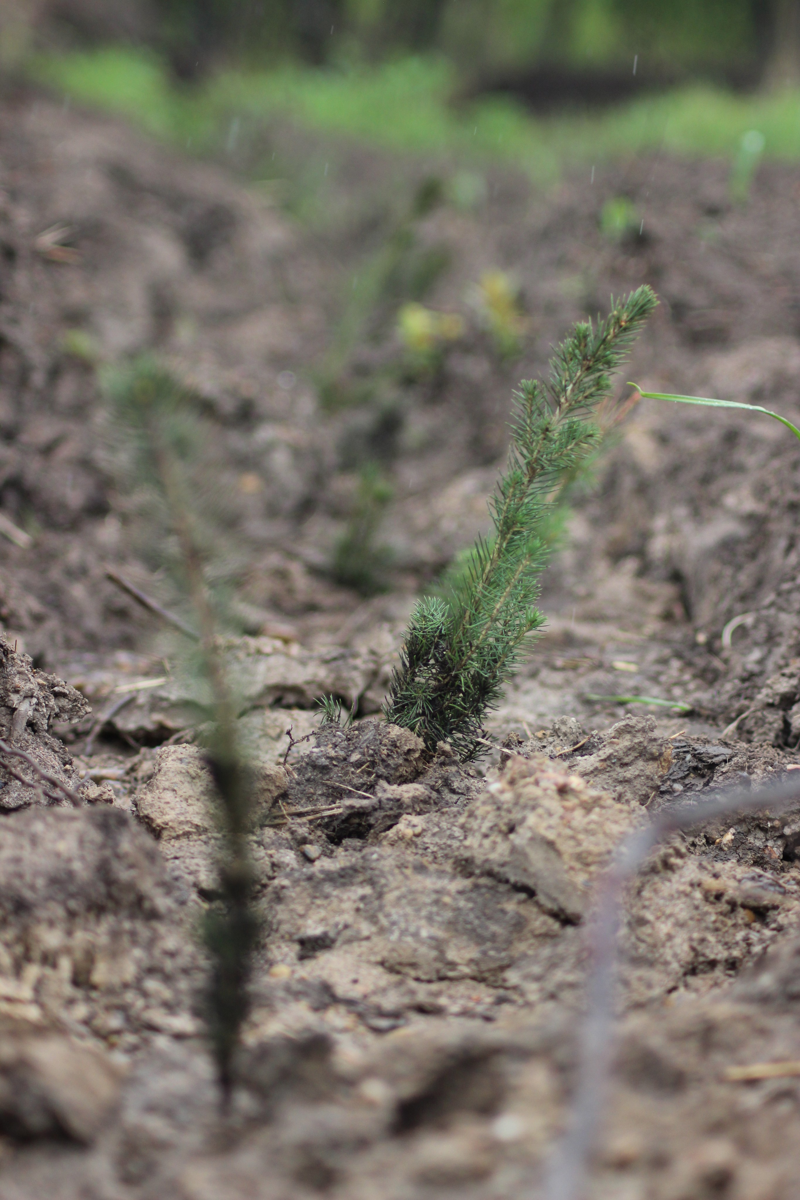 Siberian wellness «100 Га от нас — планете»