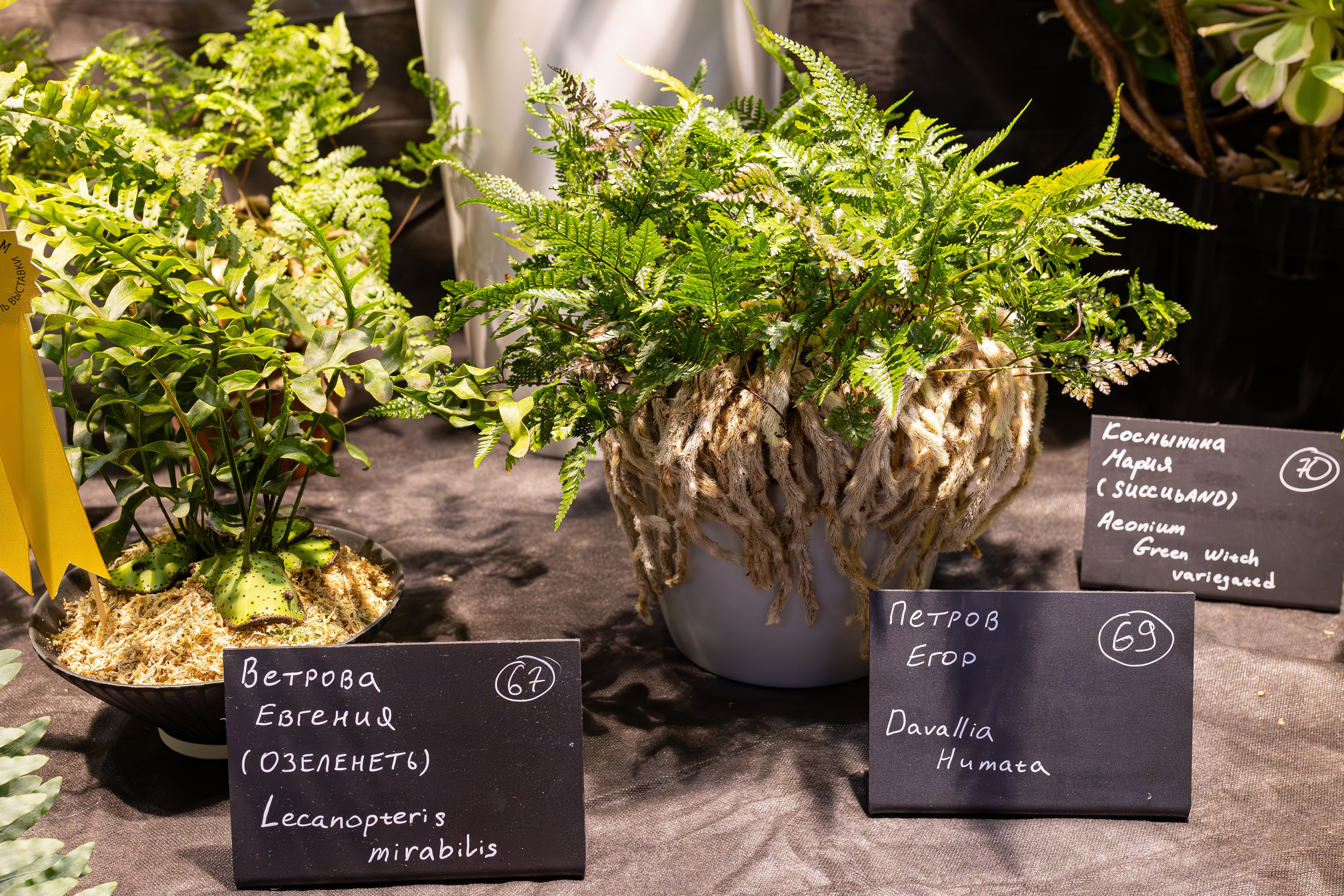 Монстериум 11–12 октября. Александра Куликова фотограф, Москва