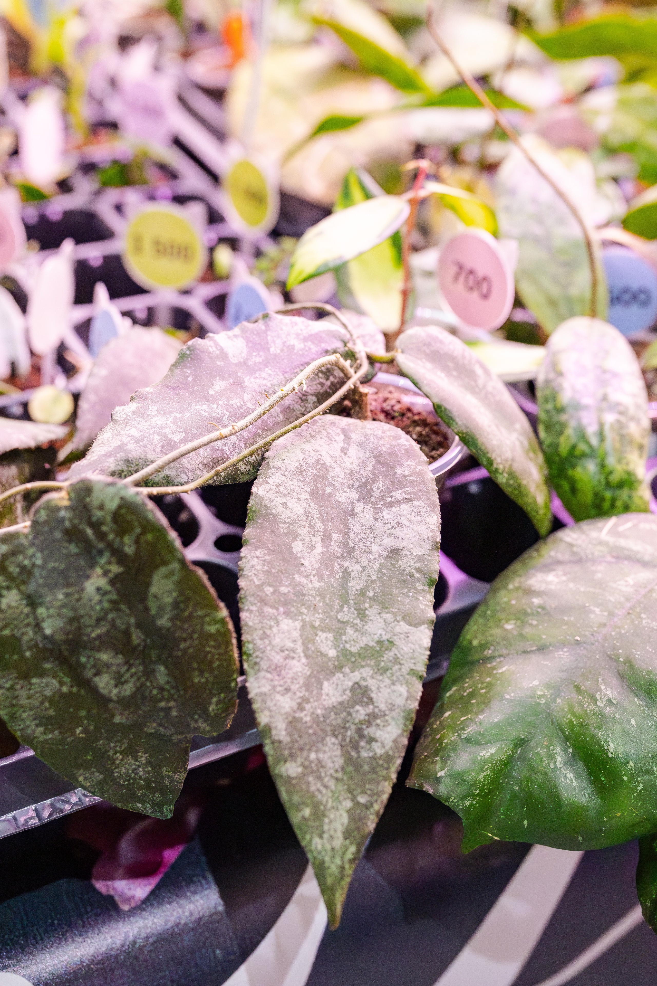 Орхидиум сентябрь 2025. Александра Куликова фотограф, Москва